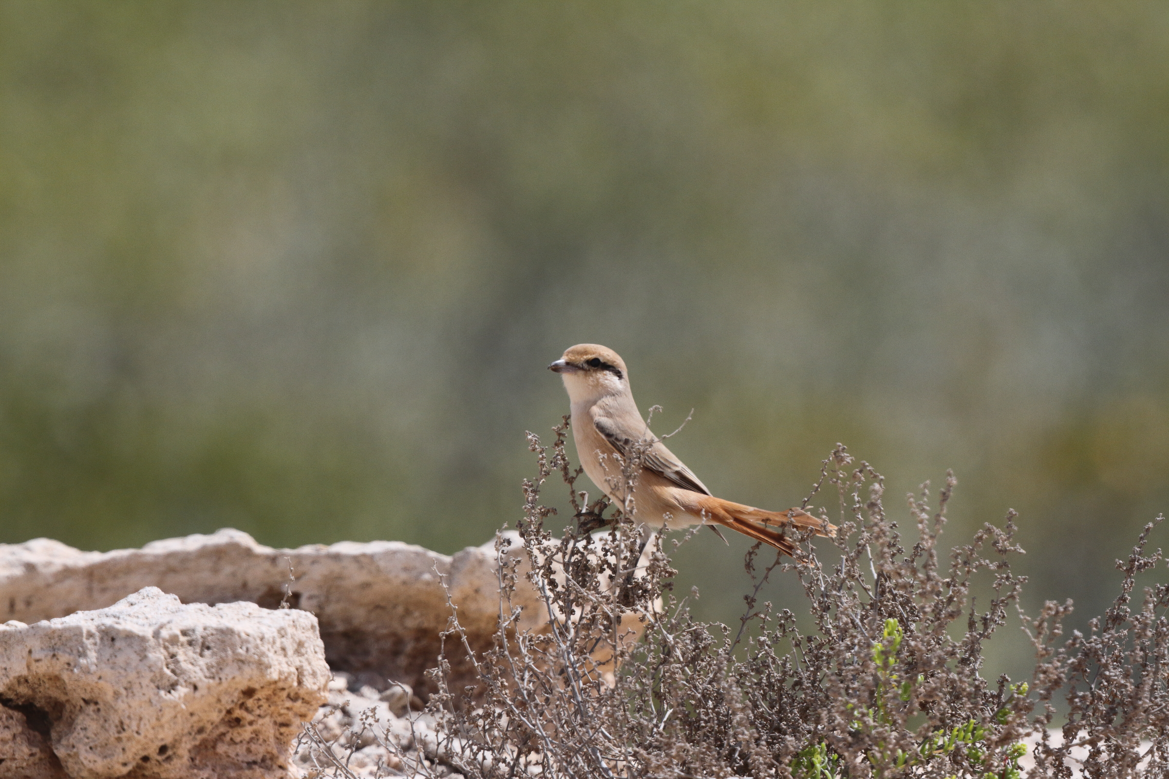 Daurian Shrike. Qatar, 02 April 2013 © Neil G. Morris.
