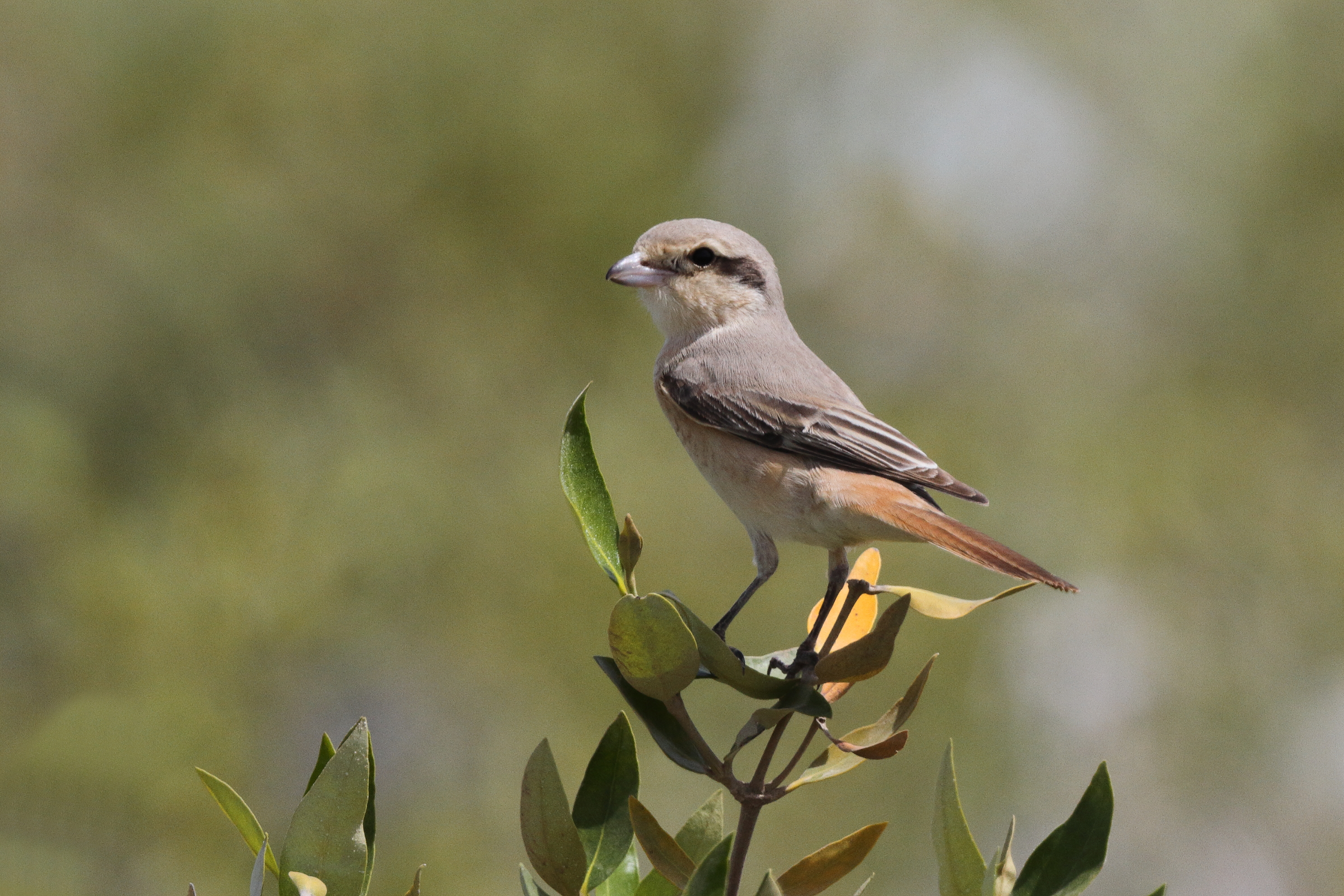 Daurian Shrike. Qatar, 02 April 2013 © Neil G. Morris.