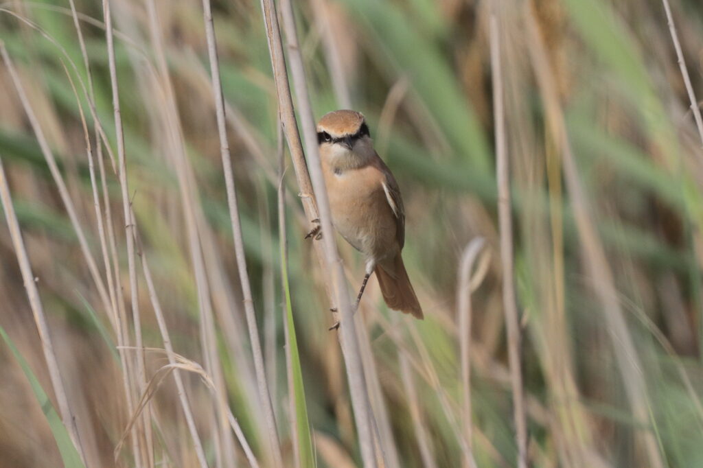 Daurian Shrike. Qatar, 24 April 2013 © Neil G. Morris.