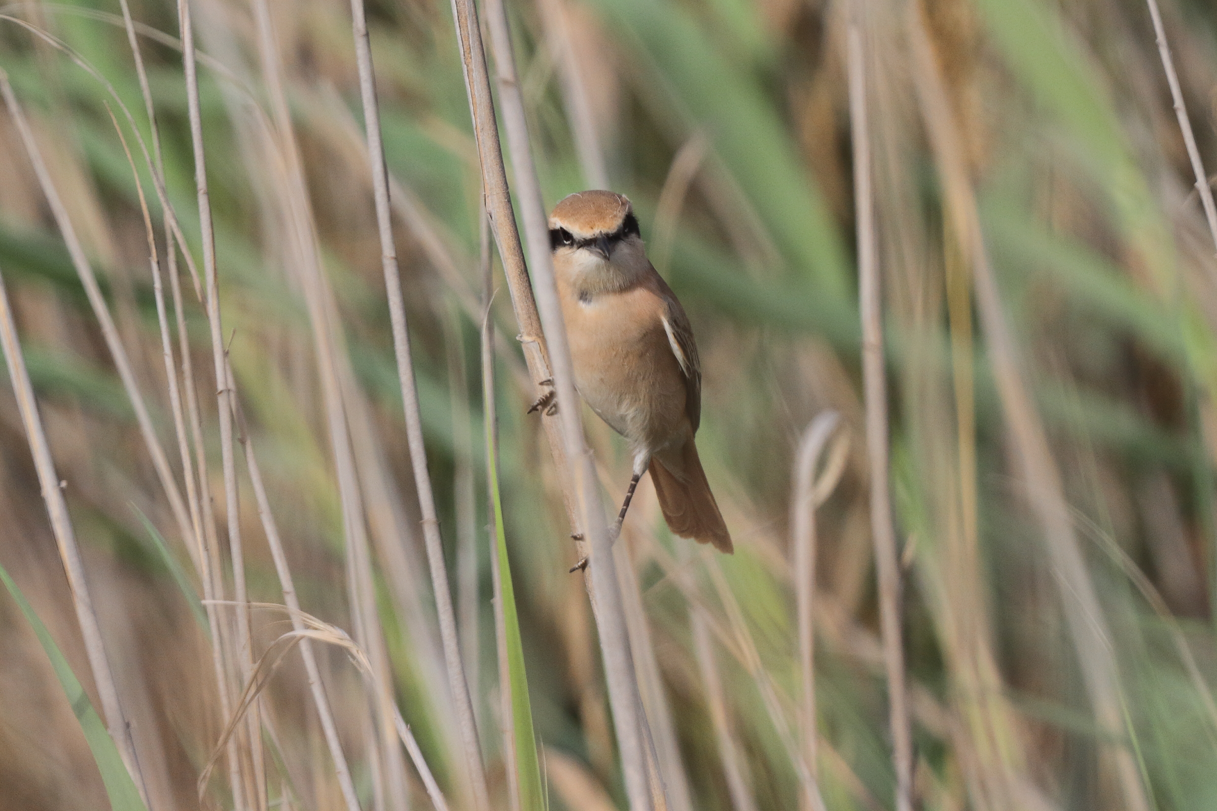 Daurian Shrike. Qatar, 24 April 2013 © Neil G. Morris.