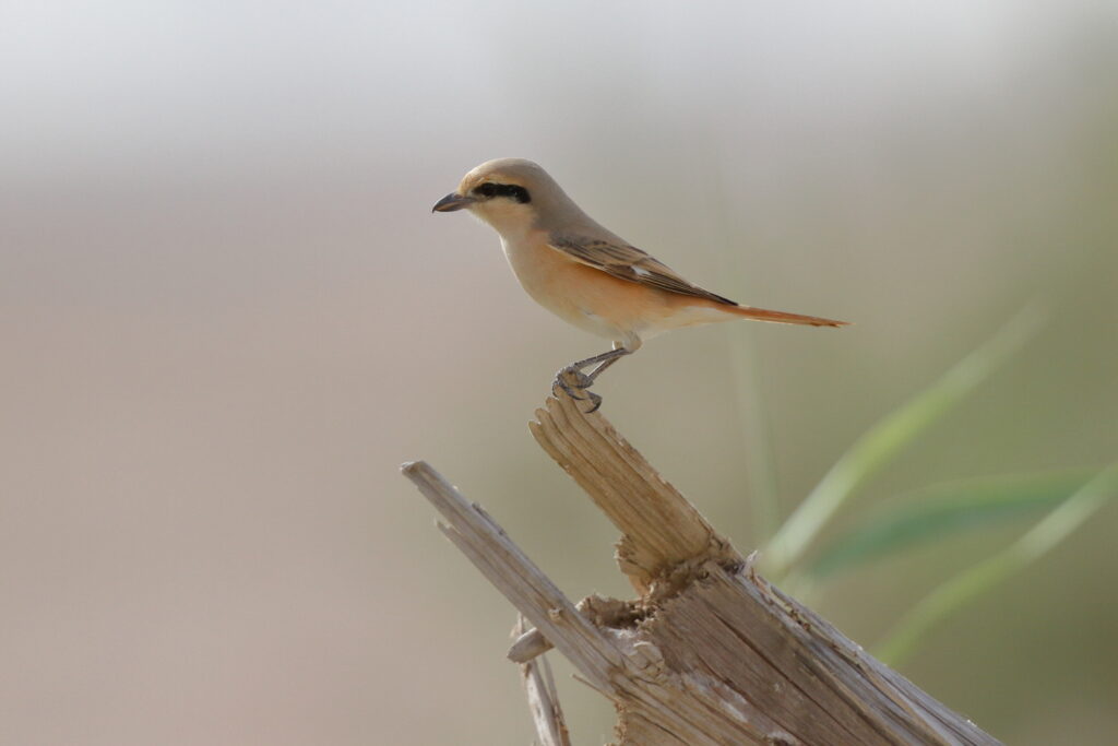 Daurian Shrike. Qatar, 24 April 2013 © Neil G. Morris.
