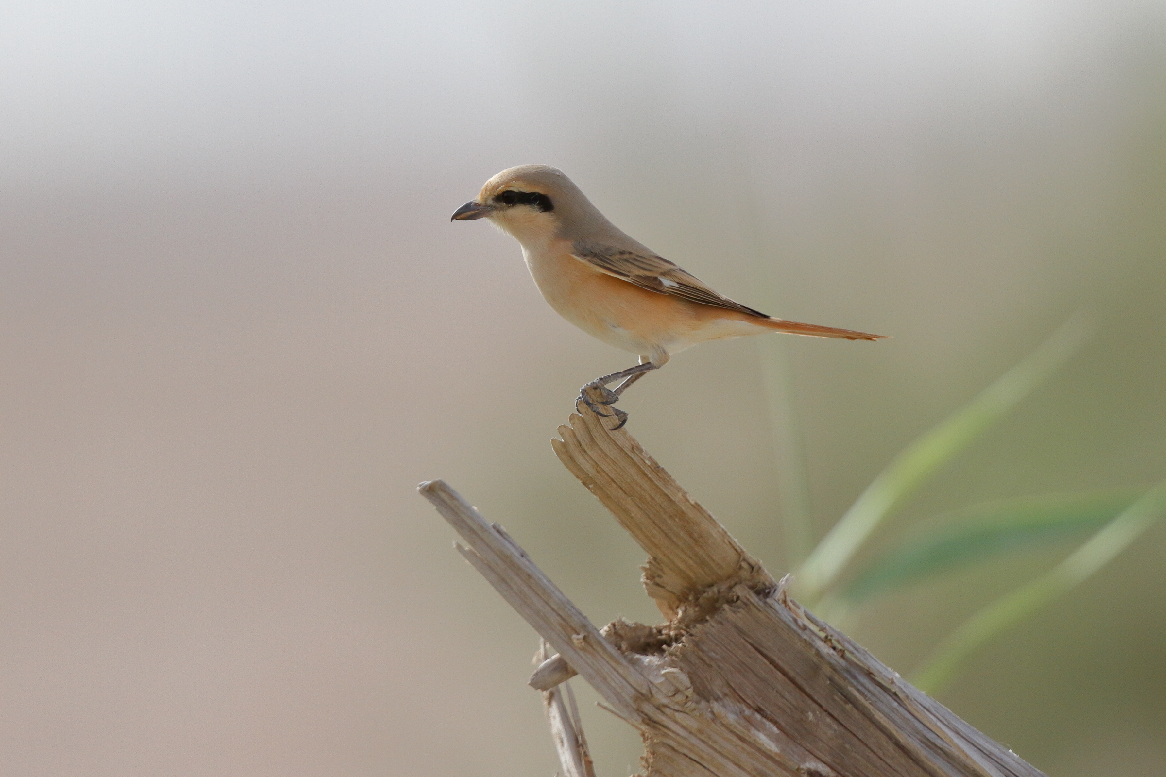 Daurian Shrike. Qatar, 24 April 2013 © Neil G. Morris.