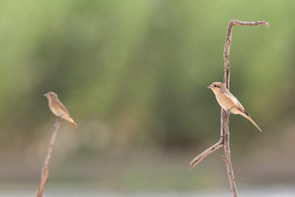 Daurian Shrike. Qatar, 06 May 2013 © Neil G. Morris.
