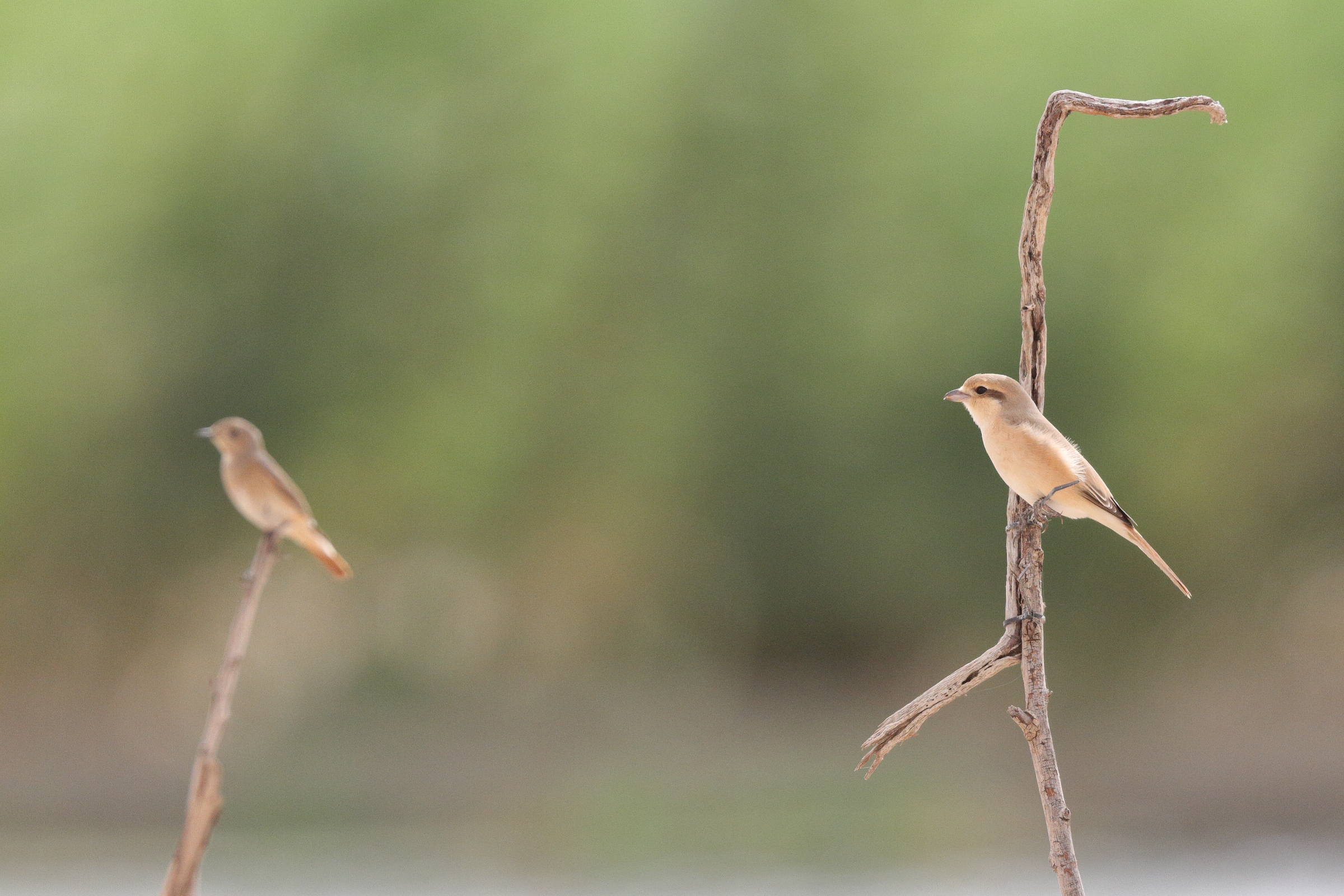 Daurian Shrike. Qatar, 06 May 2013 © Neil G. Morris.
