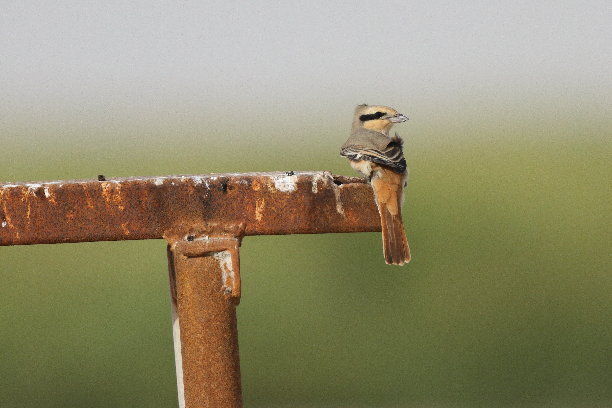 Daurian Shrike. Qatar, 21 October 2013 © Neil G. Morris.