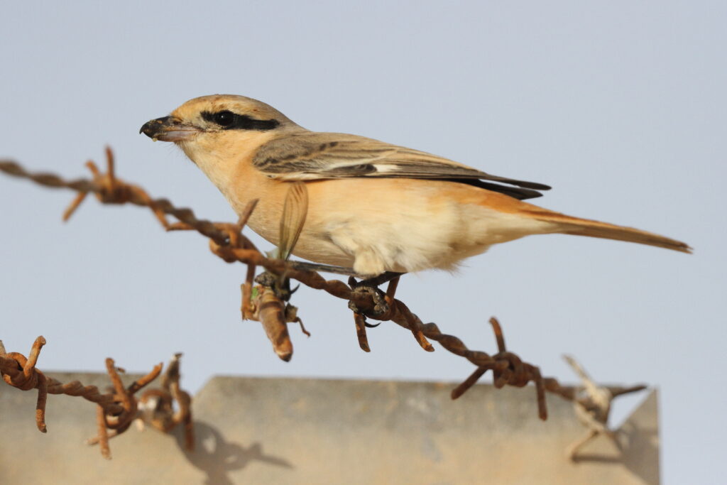 Red-tailed Shrike sp. Qatar, 21 October 2013 © Neil G. Morris.