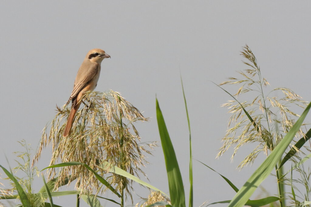 Daurian Shrike. Qatar, 07 November 2013 © Neil G. Morris.