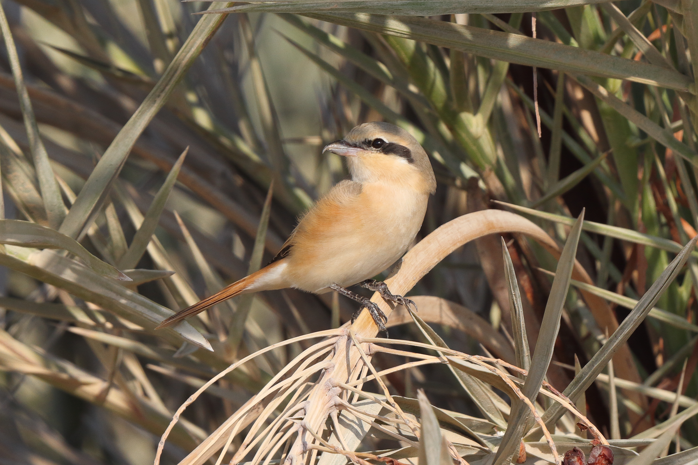 Daurian Shrike. Qatar, 07 November 2013 © Neil G. Morris.