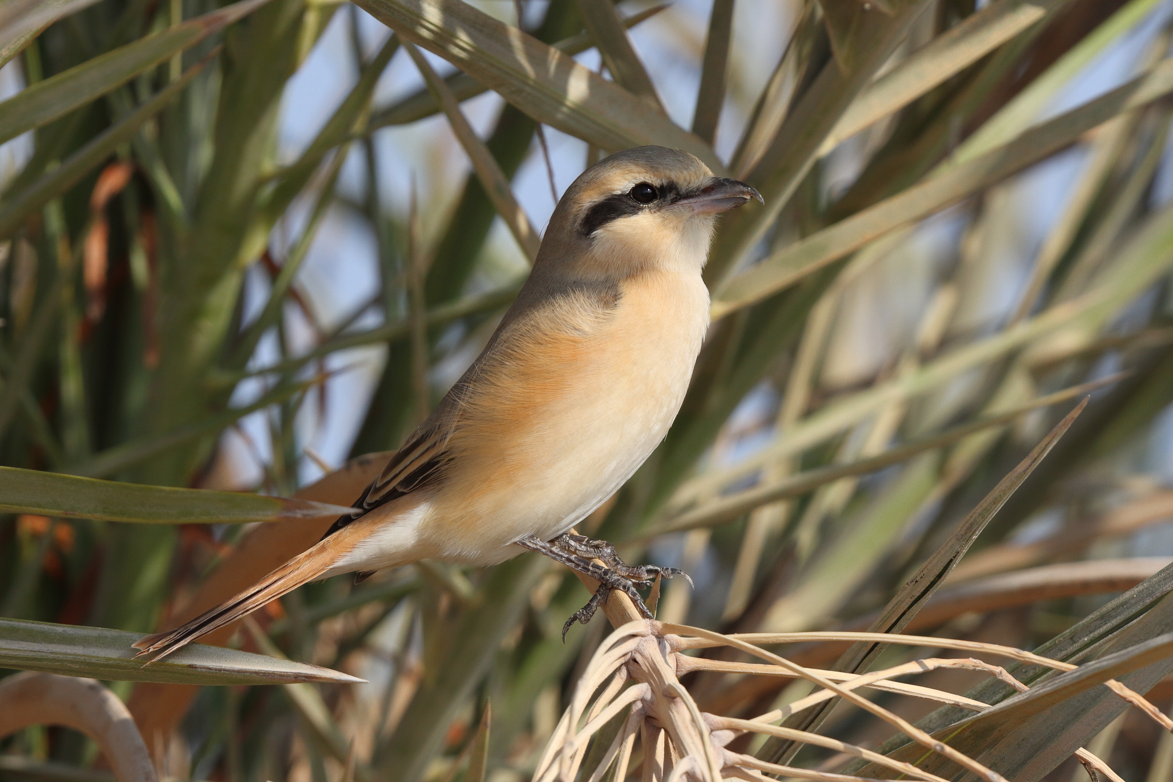 Daurian Shrike. Qatar, 07 November 2013 © Neil G. Morris.