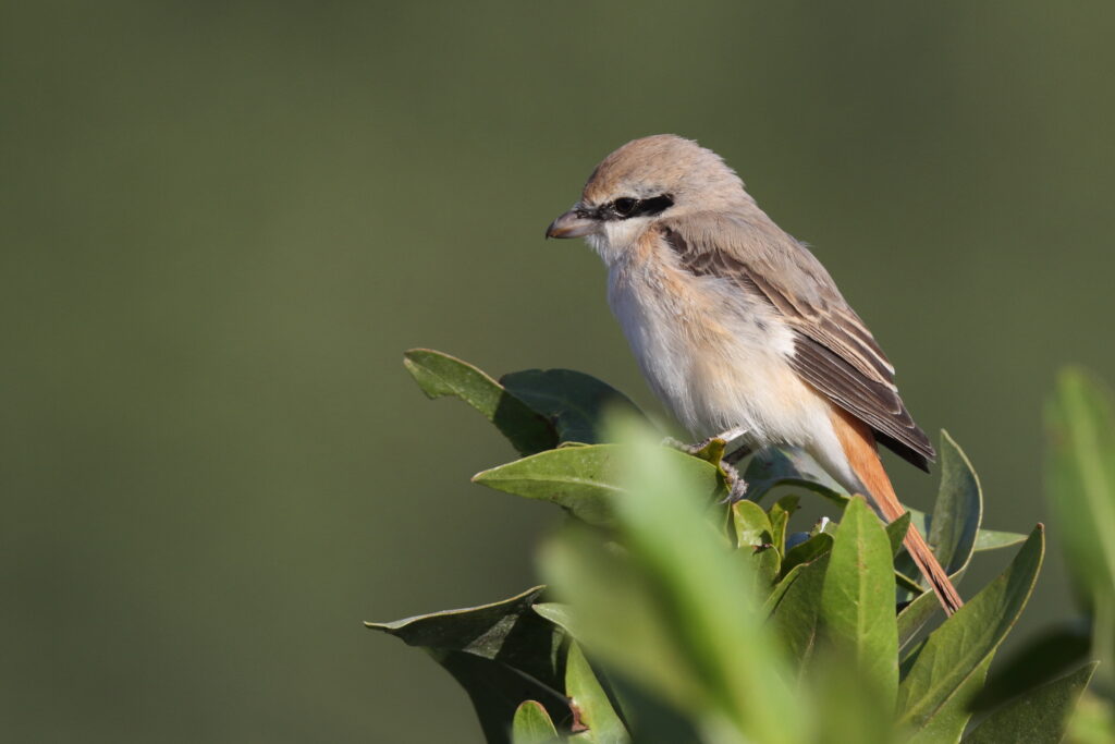 Daurian Shrike. Qatar, 23 February 2014 © Neil G. Morris.