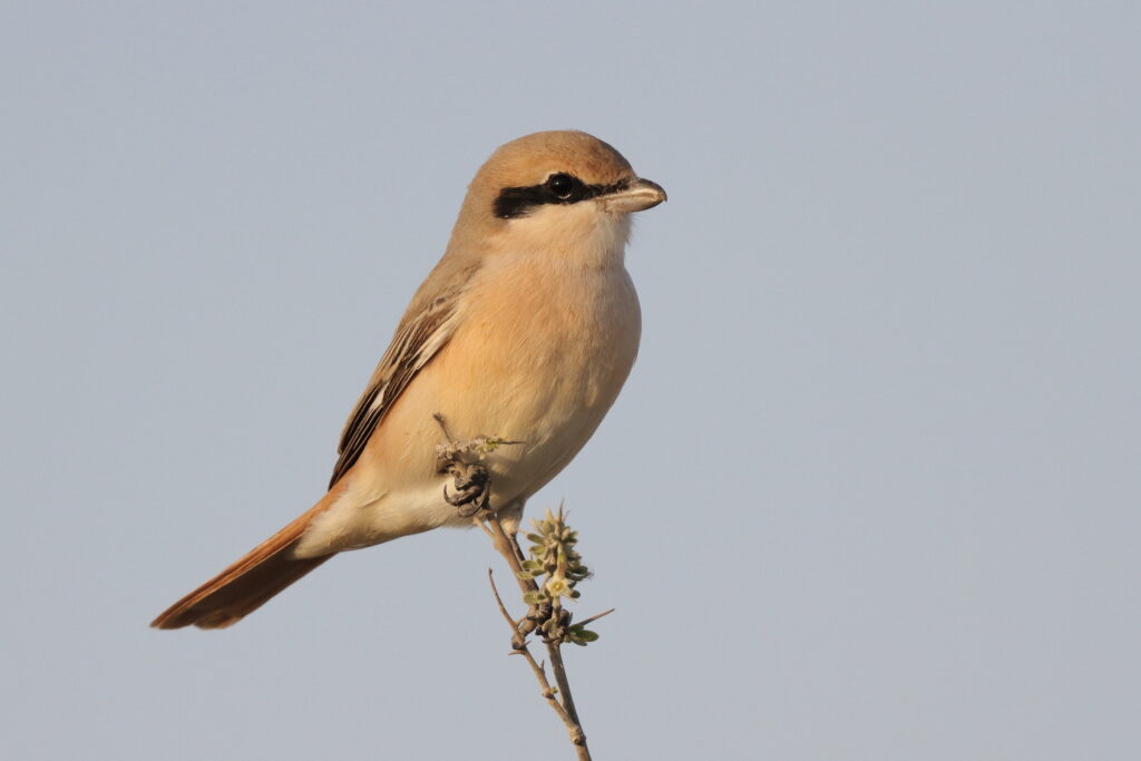 Daurian Shrike. Qatar, 23 February 2014 © Neil G. Morris.