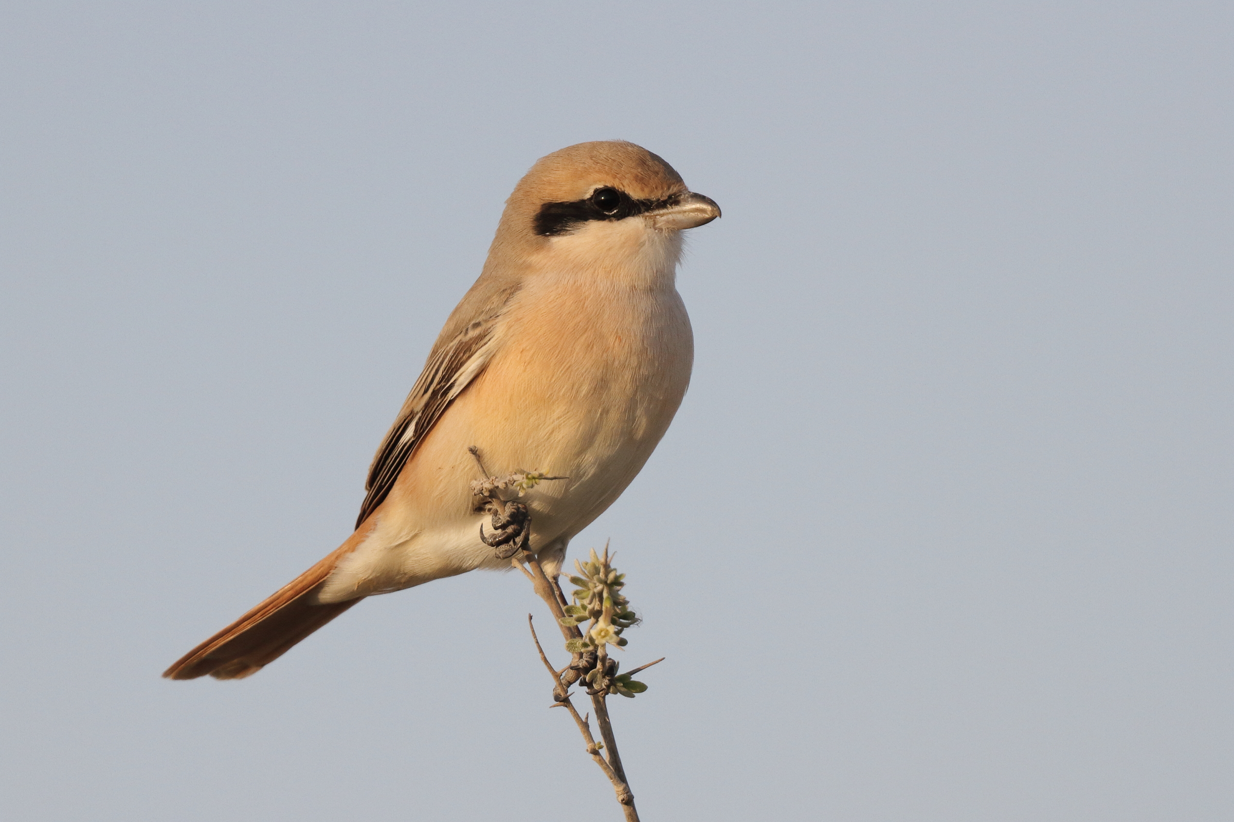Daurian Shrike. Qatar, 23 February 2014 © Neil G. Morris.