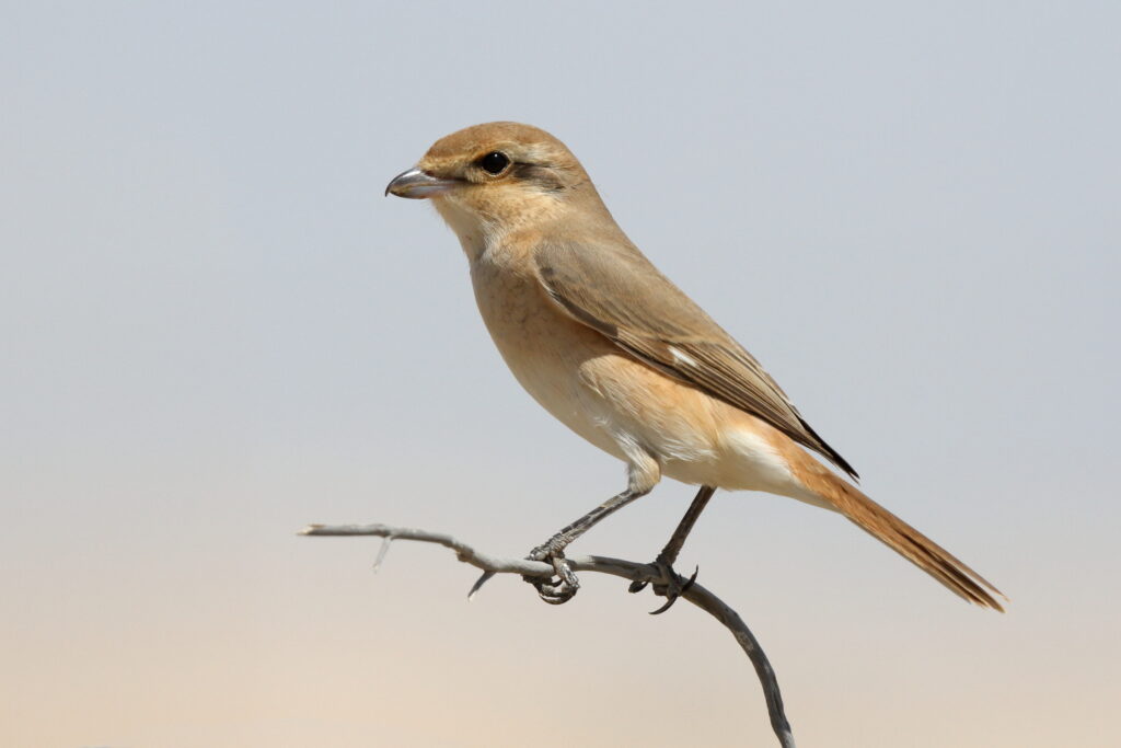 Daurian Shrike. Qatar, 17 March 2014 © Neil G. Morris.