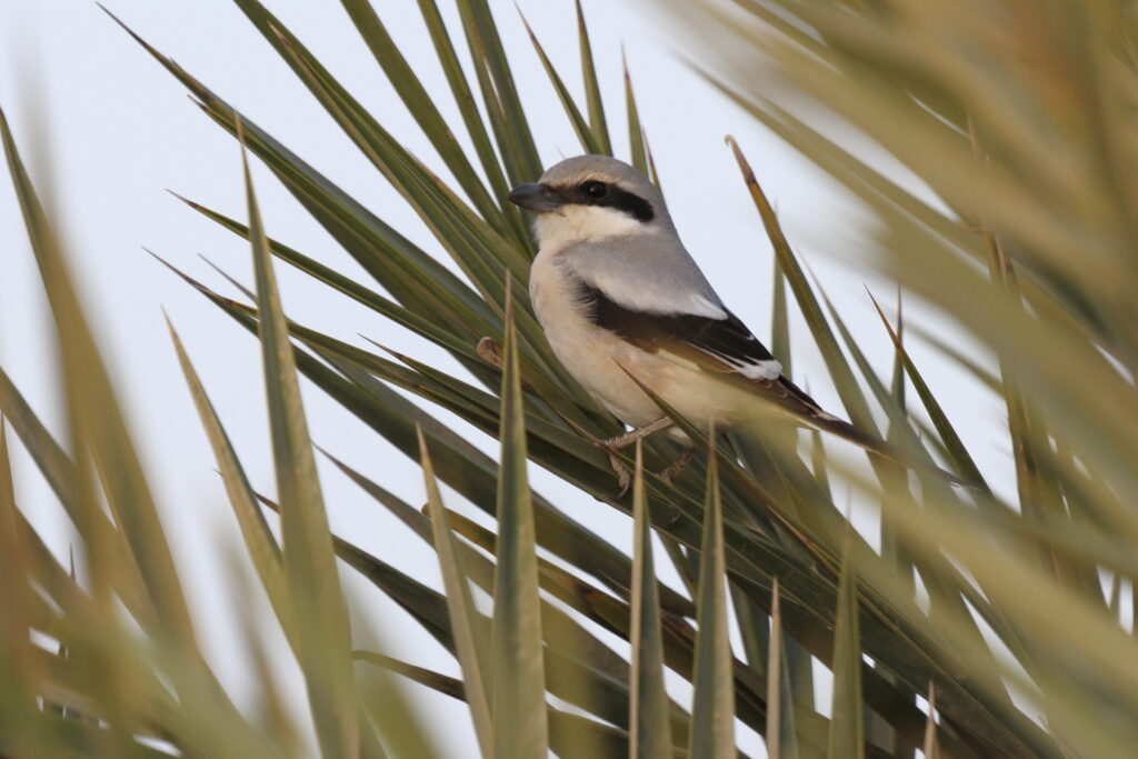 Grey Shrike sp./ssp. Qatar, 09 March 2013 © Neil G. Morris.