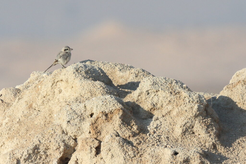 Grey Shrike sp./ssp. Qatar, 23 January 2013 © Neil G. Morris.