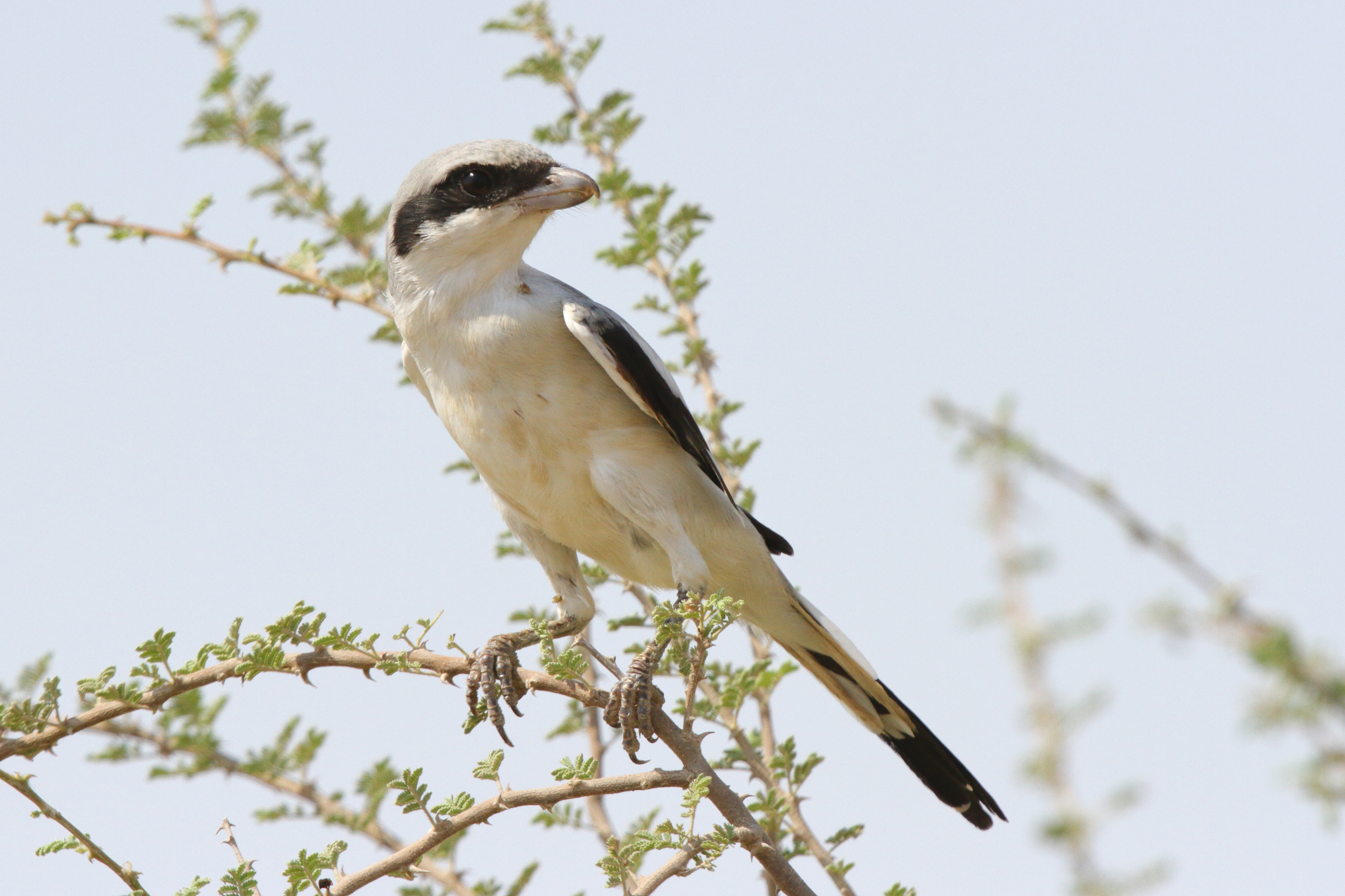 Grey Shrike sp./ssp. Qatar, 05 October 2012 © Neil G. Morris.