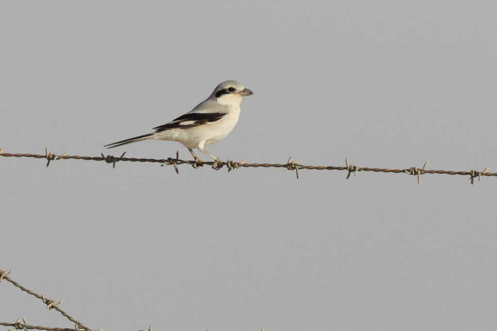 Grey Shrike sp./ssp. Qatar, 17 March 2013 © Neil G. Morris.