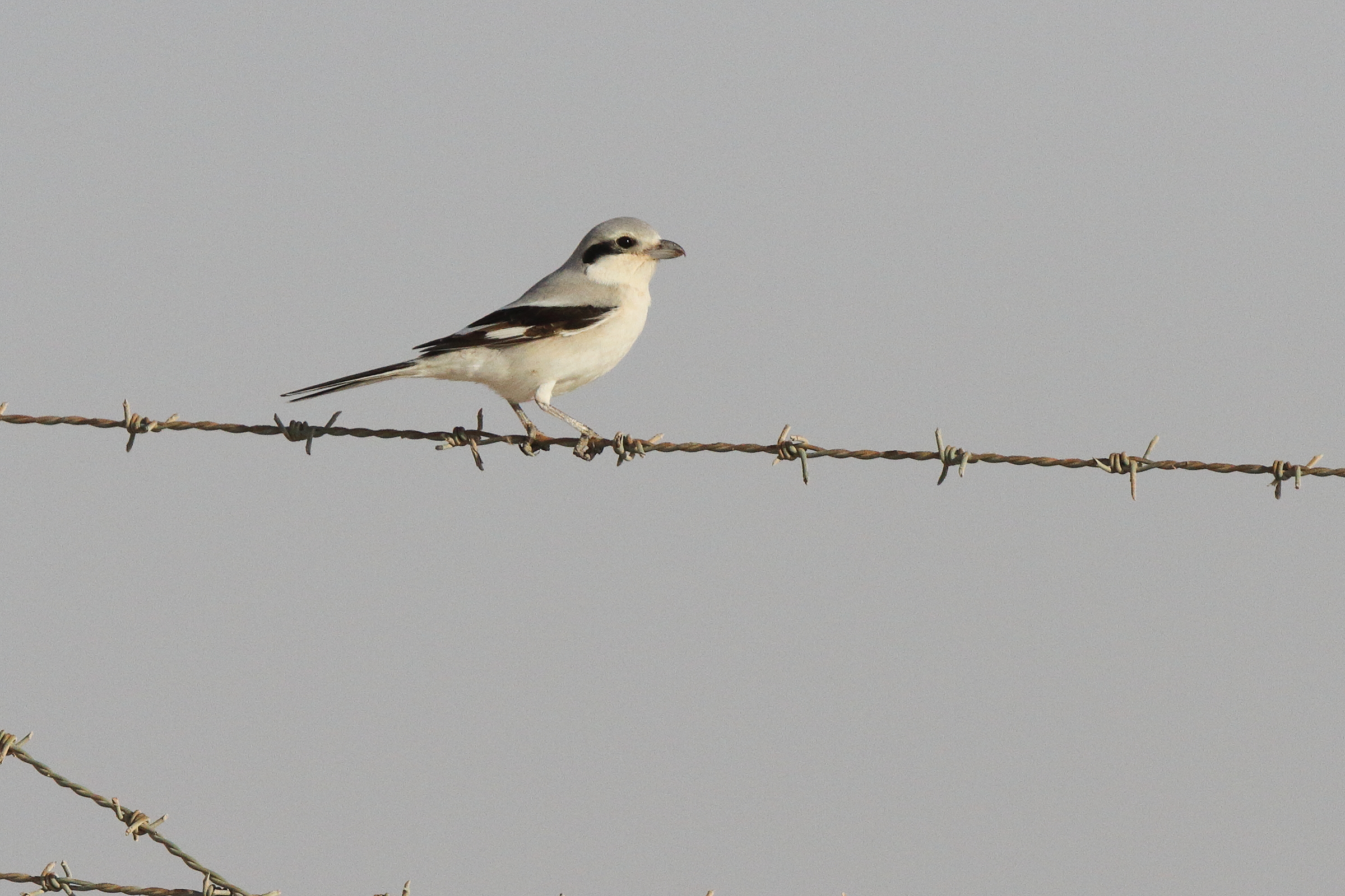 Grey Shrike sp./ssp. Qatar, 17 March 2013 © Neil G. Morris.