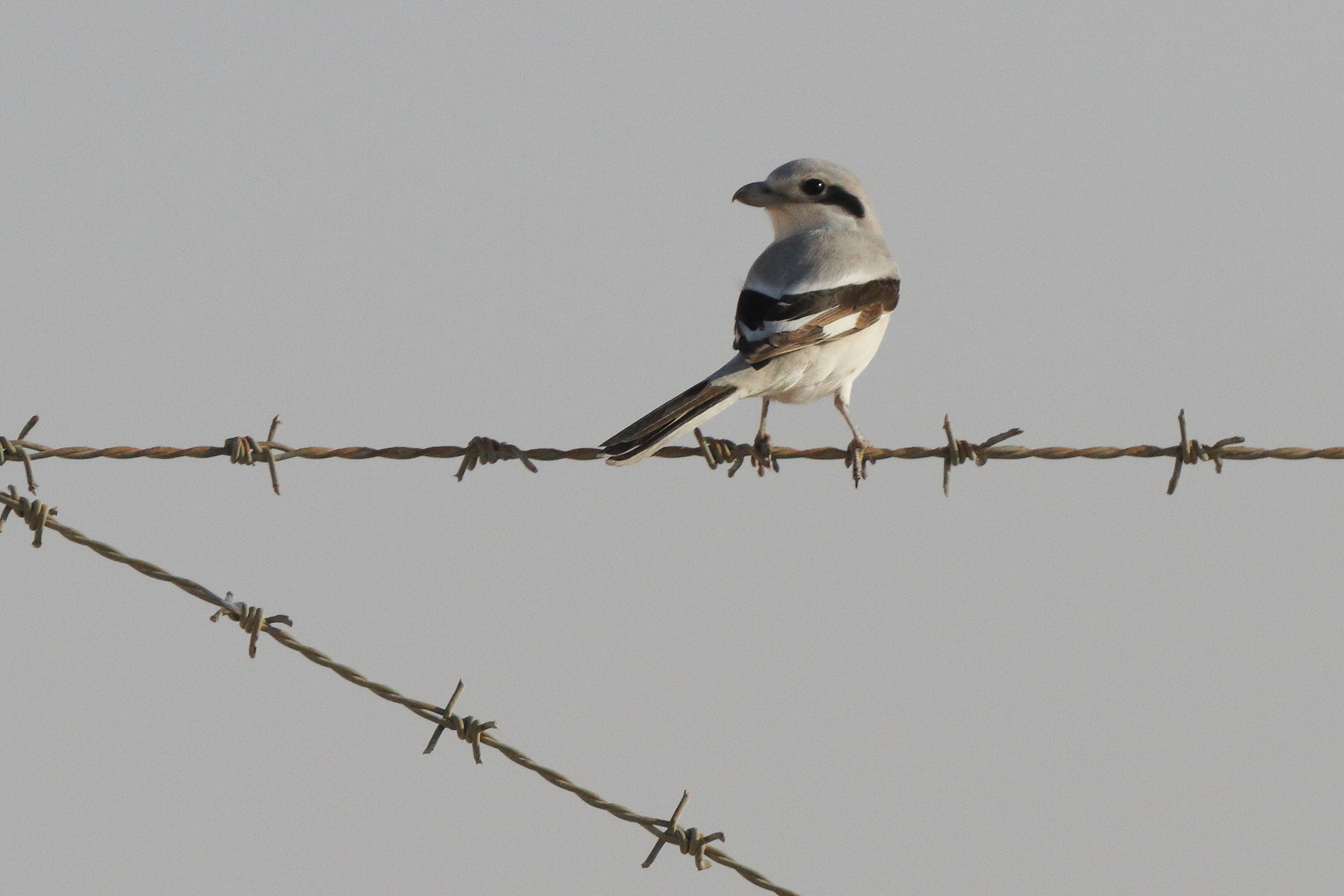 Grey Shrike sp./ssp. Qatar, 17 March 2013 © Neil G. Morris.