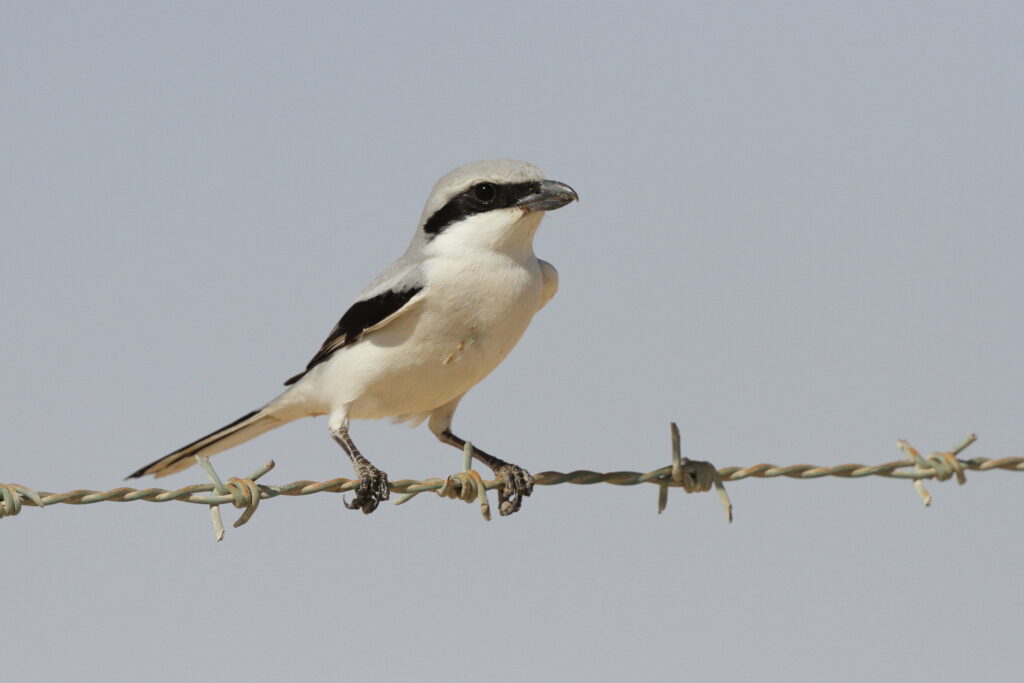 Grey Shrike sp./ssp. Qatar, 17 March 2013 © Neil G. Morris.