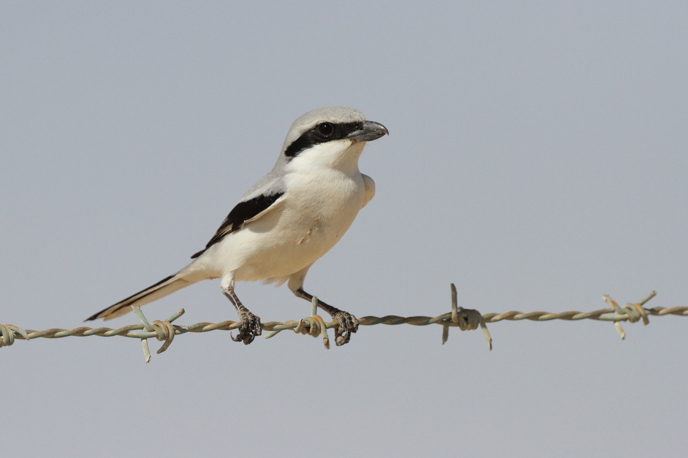 Grey Shrike sp./ssp. Qatar, 17 March 2013 © Neil G. Morris.