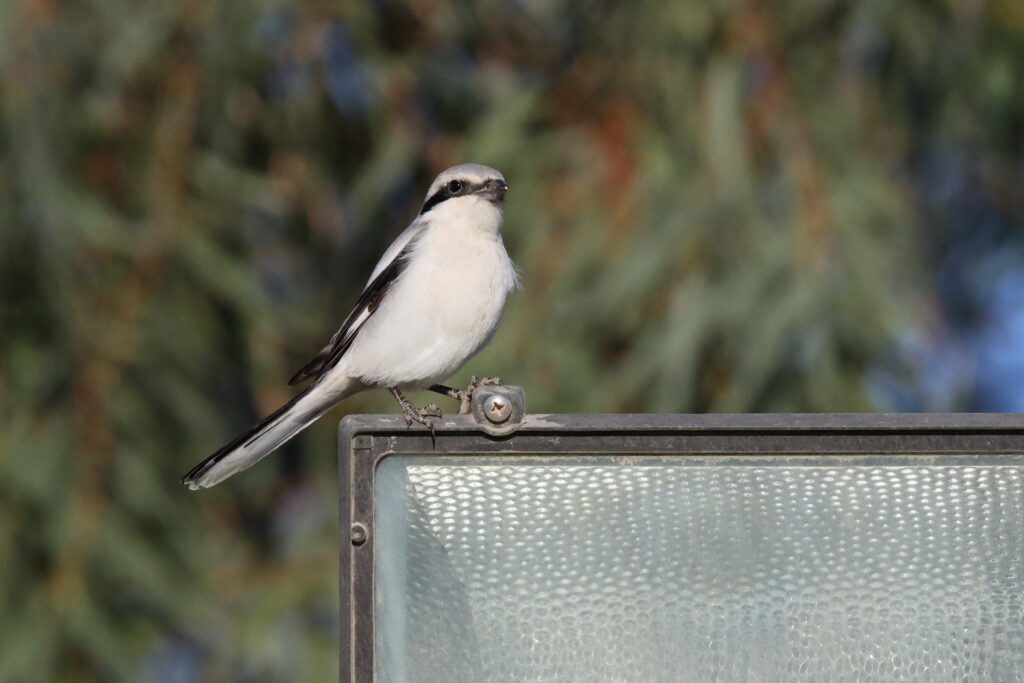 Grey Shrike sp./ssp. Qatar, 01 April 2015 © Neil G. Morris.