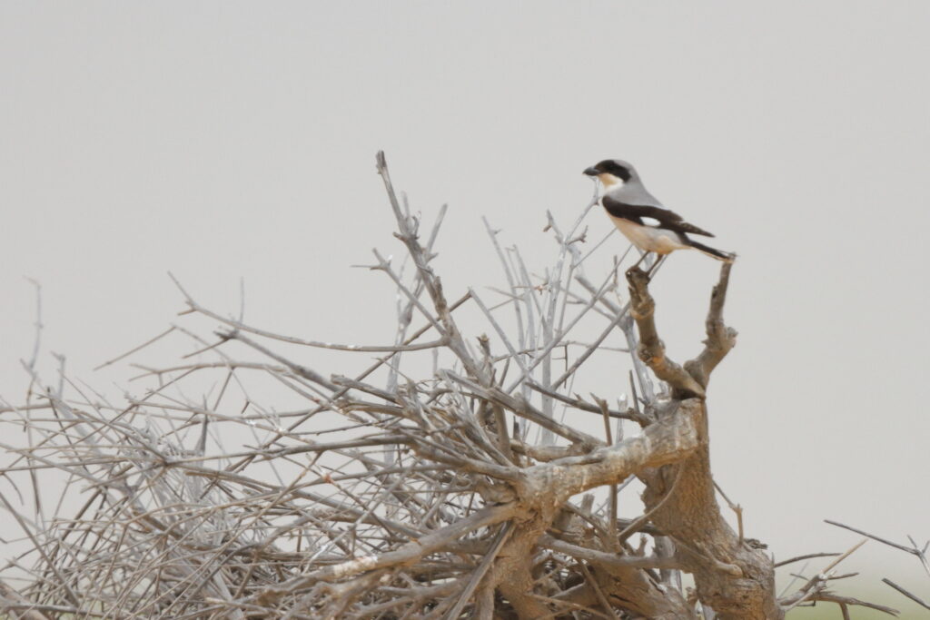 Lesser Grey Shrike. Qatar, 23 April 2013 © Neil G. Morris.