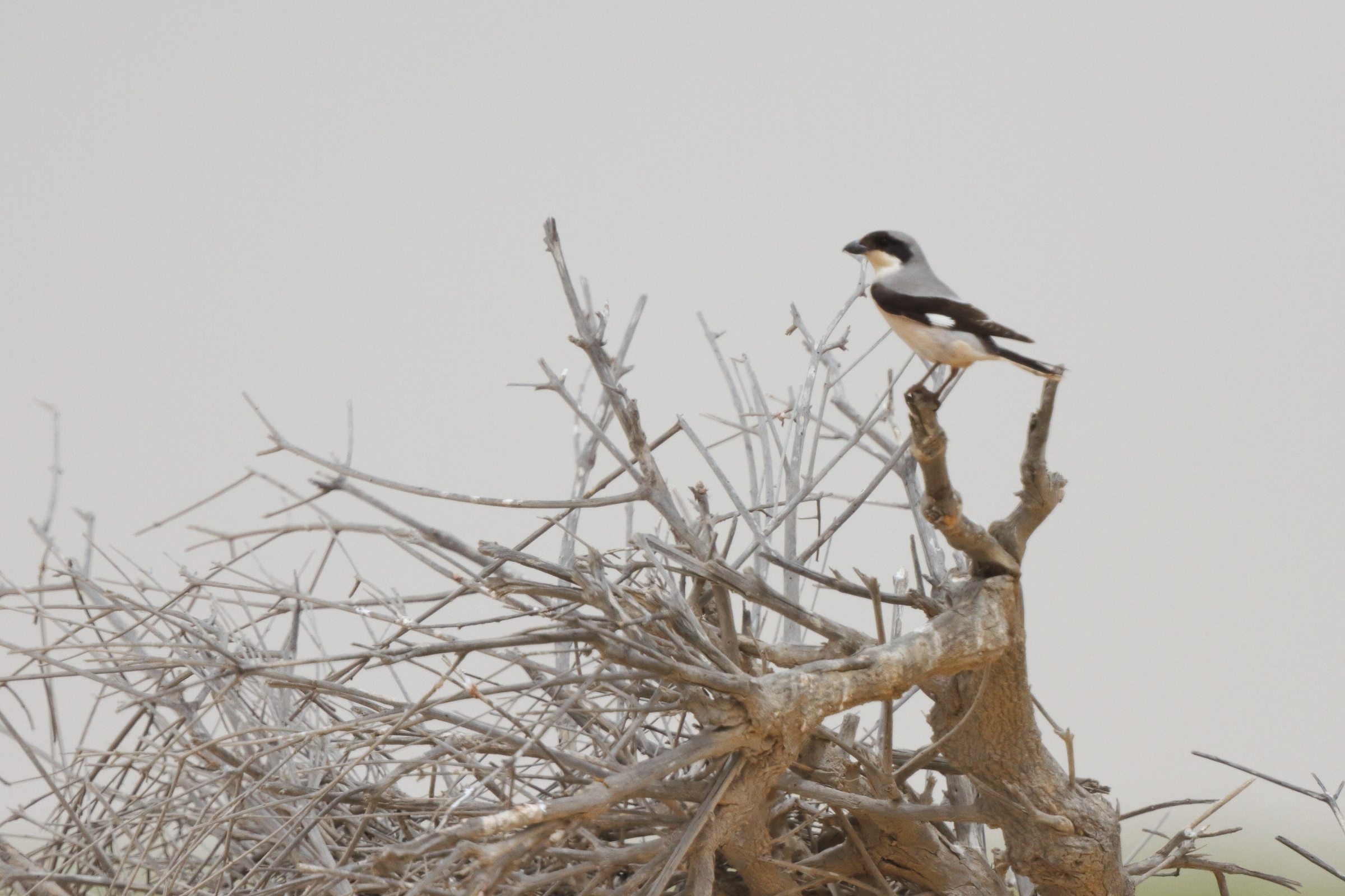 Lesser Grey Shrike. Qatar, 23 April 2013 © Neil G. Morris.