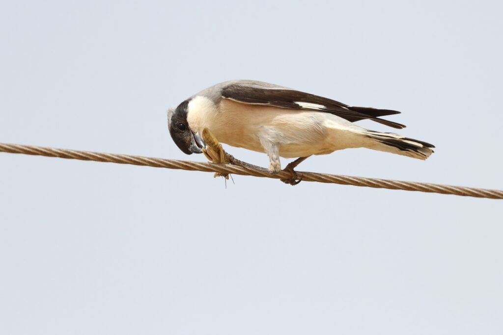 Lesser Grey Shrike. Qatar, 24 April 2013 © Neil G. Morris.