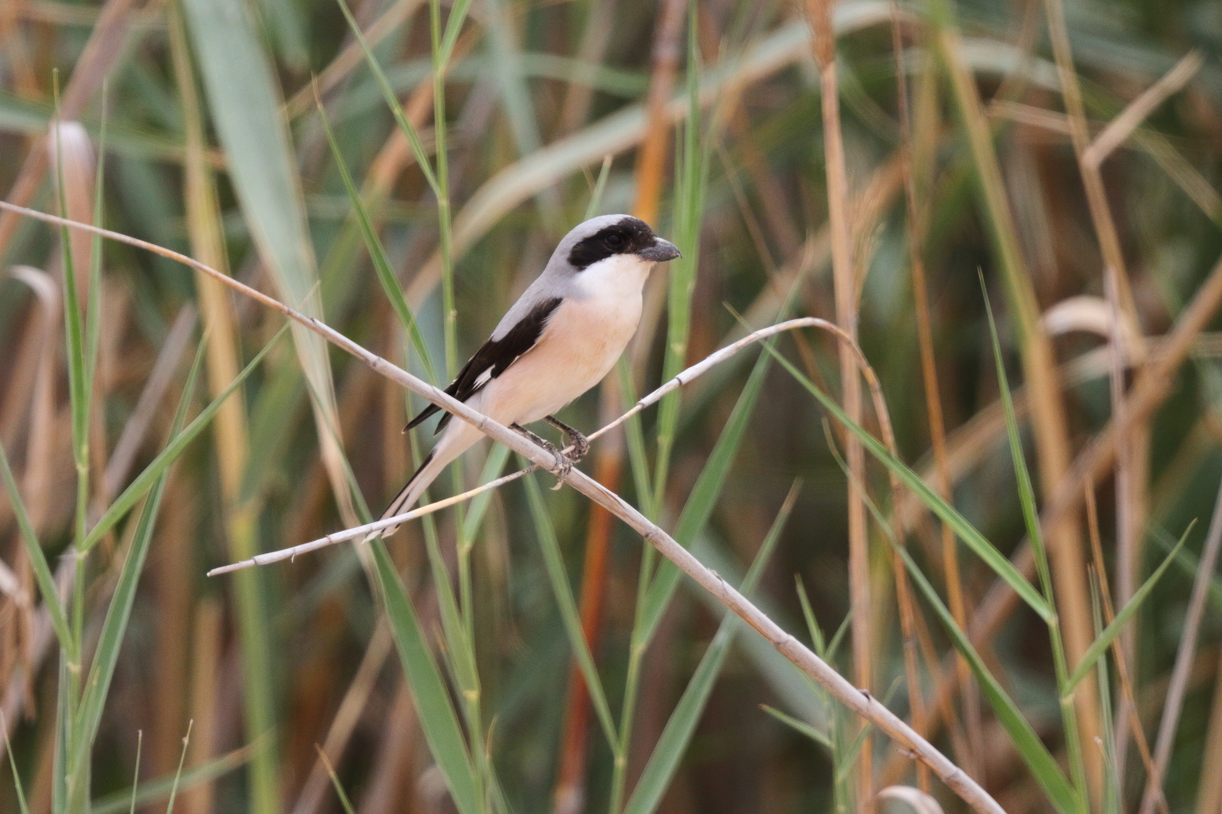 Lesser Grey Shrike. Qatar, 29 April 2013 © Neil G. Morris.