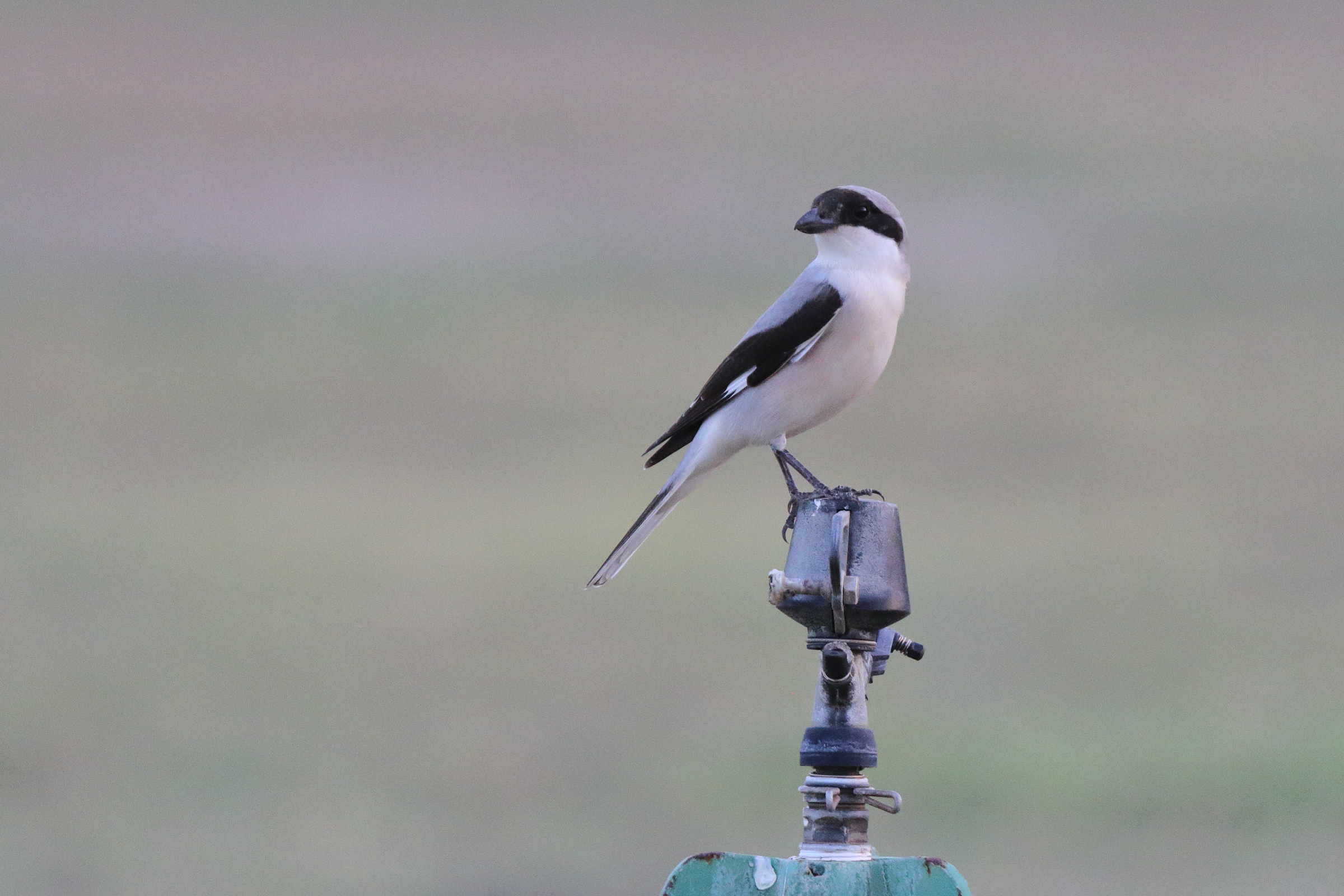 Lesser Grey Shrike. Qatar, 05 May 2014 © Neil G. Morris.