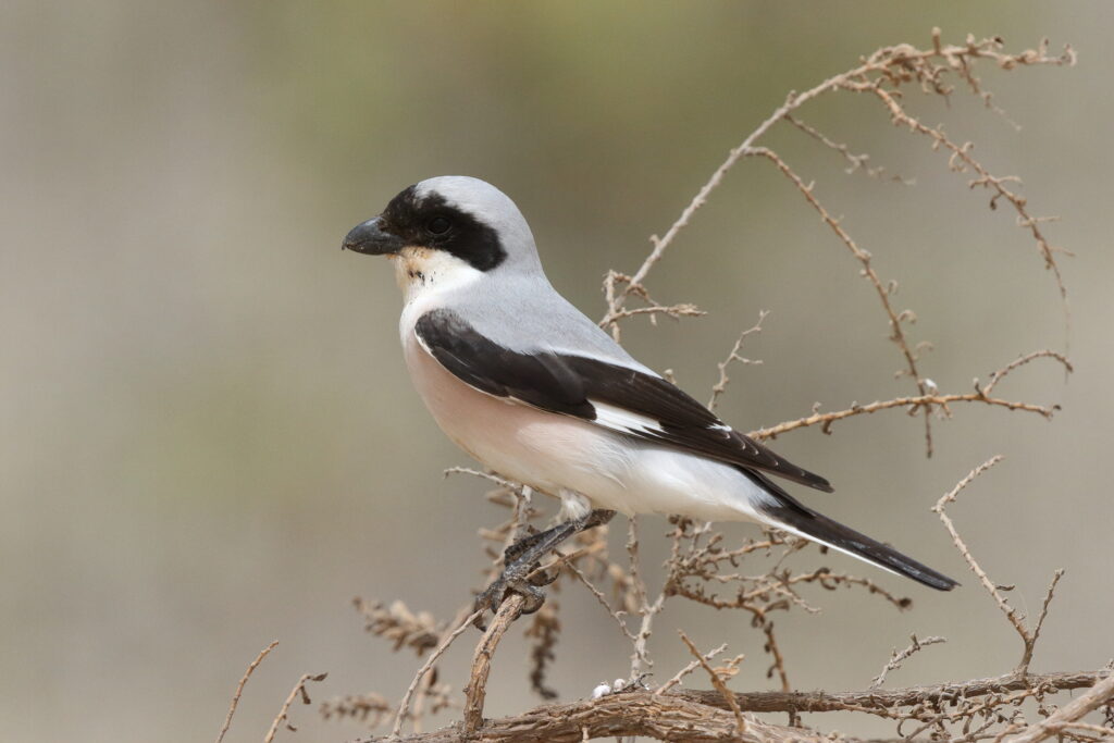 Lesser Grey Shrike. Qatar, 11 May 2014 © Neil G. Morris.