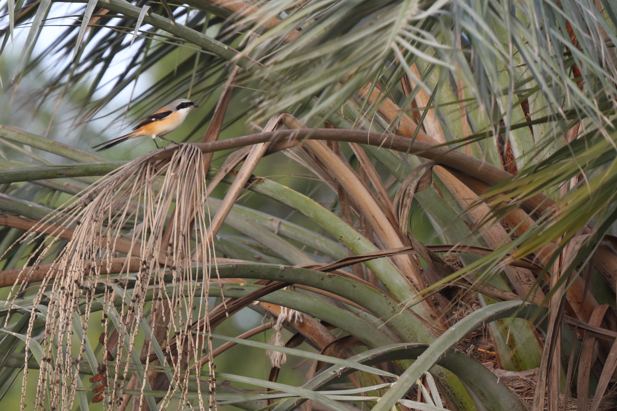 Long-tailed Shrike. Qatar, 11 January 2013 © Neil G. Morris.