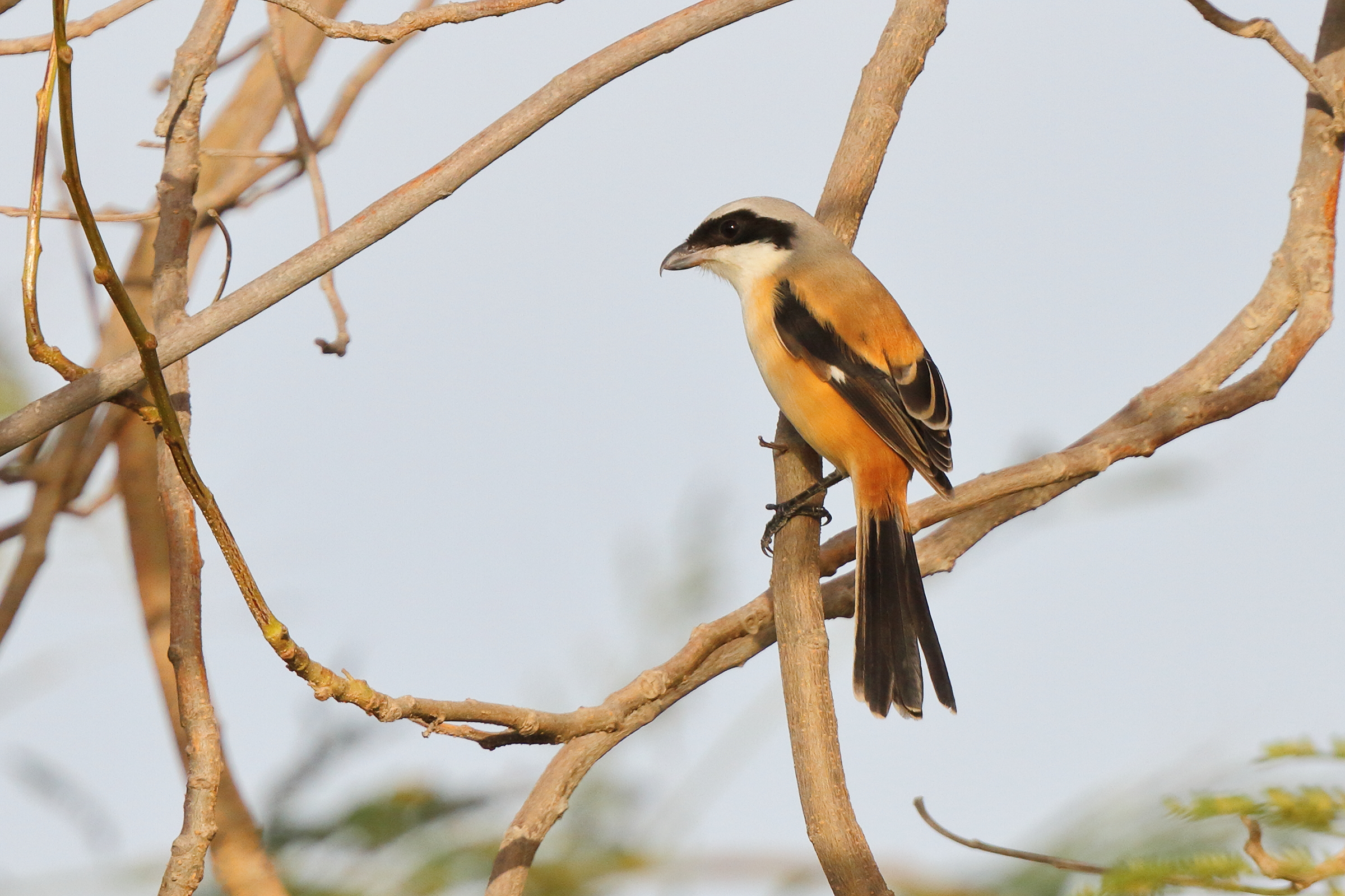 Long-tailed Shrike. Qatar, 11 January 2013 © Neil G. Morris.