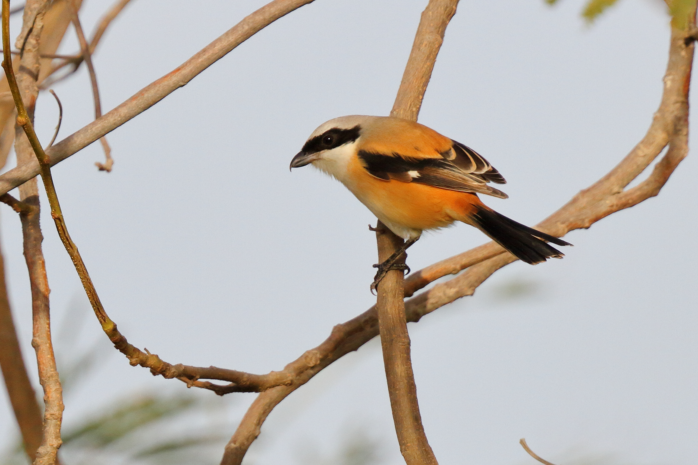Long-tailed Shrike. Qatar, 11 January 2013 © Neil G. Morris.