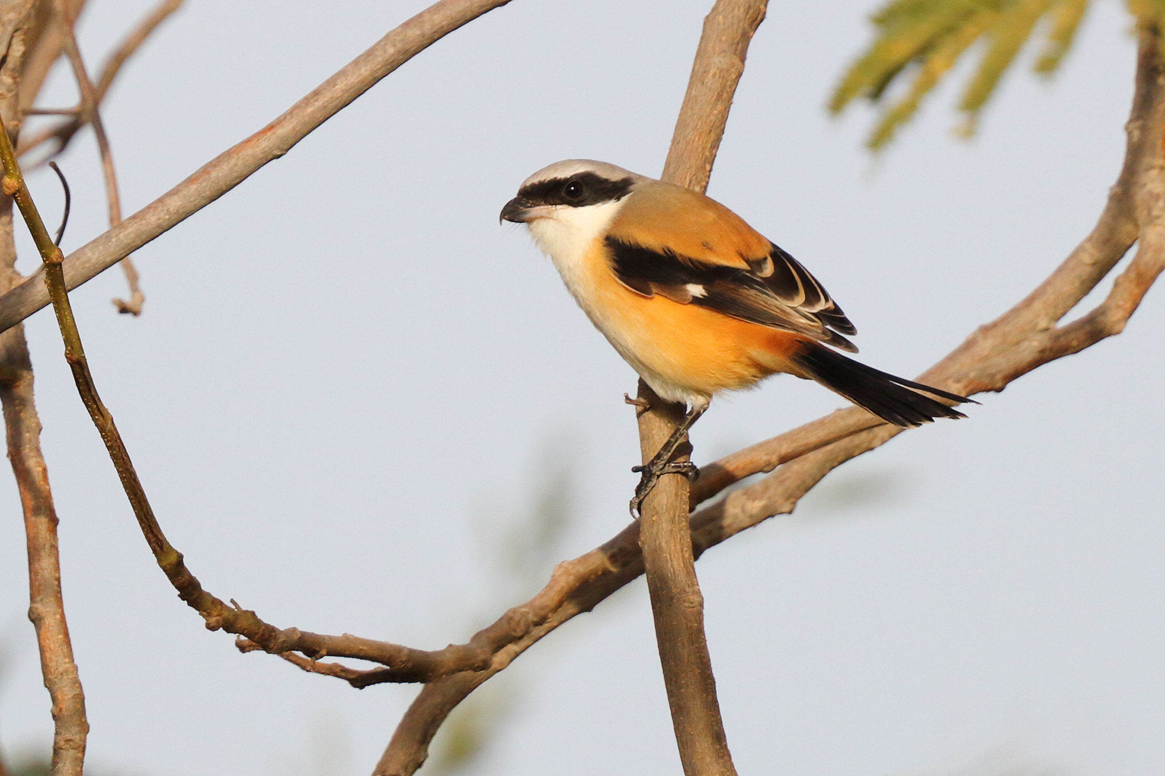 Long-tailed Shrike. Qatar, 11 January 2013 © Neil G. Morris.