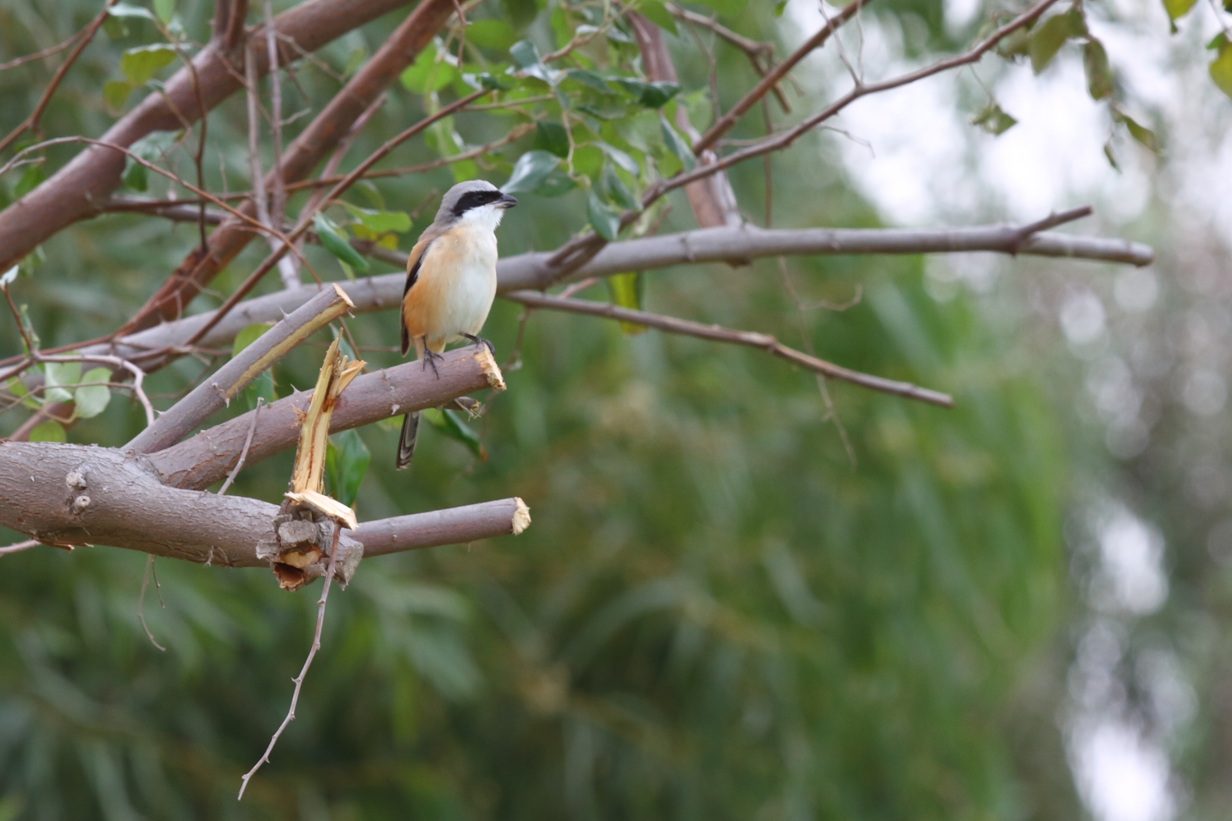 Long-tailed Shrike. Qatar, 18 February 2013 © Neil G. Morris.