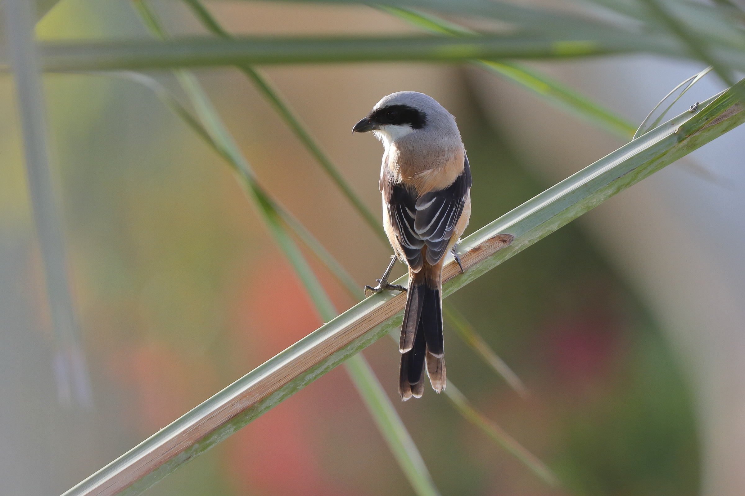 Long-tailed Shrike. Qatar, 02 April 2013 © Neil G. Morris.