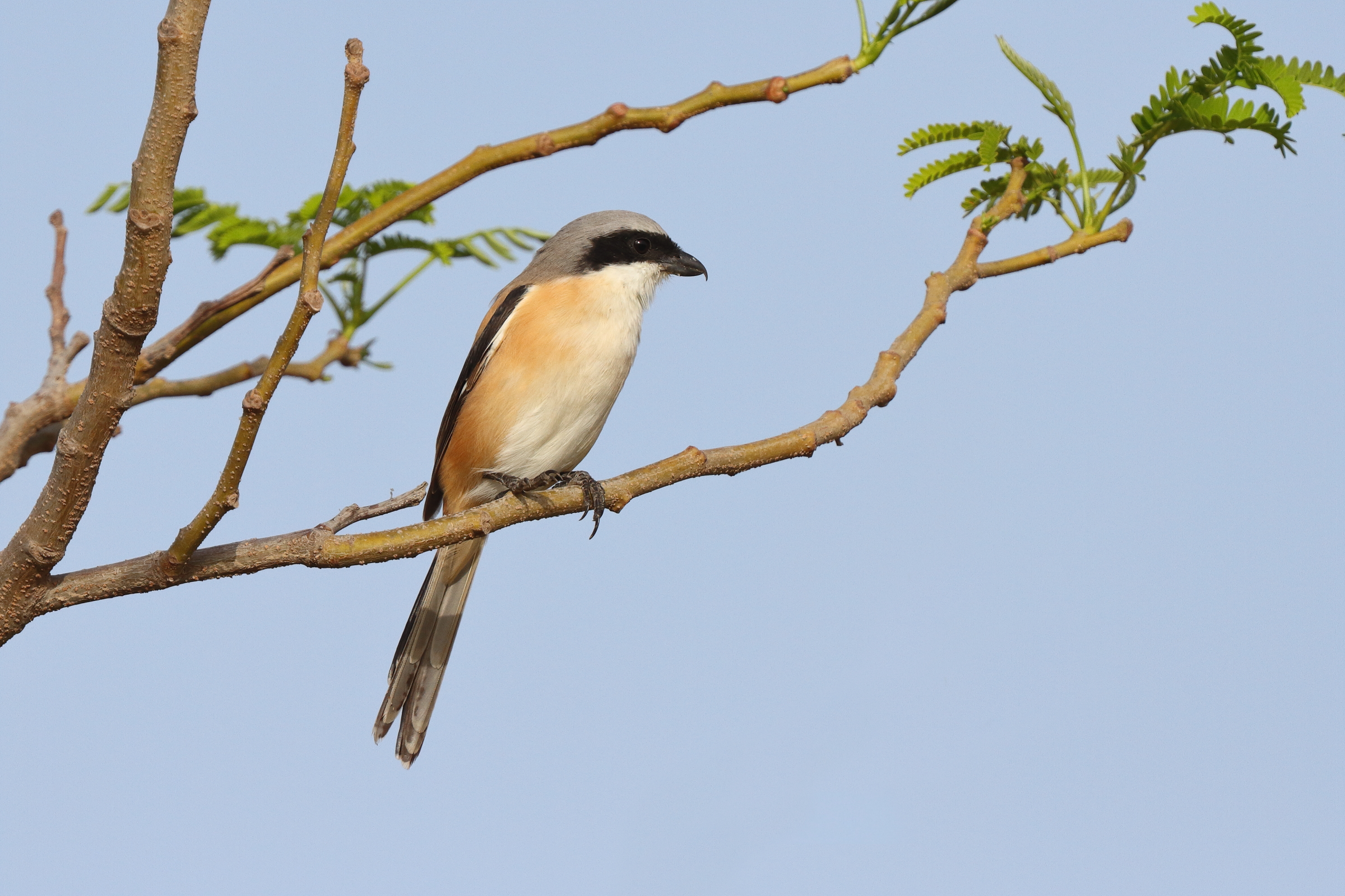 Long-tailed Shrike. Qatar, 02 April 2013 © Neil G. Morris.