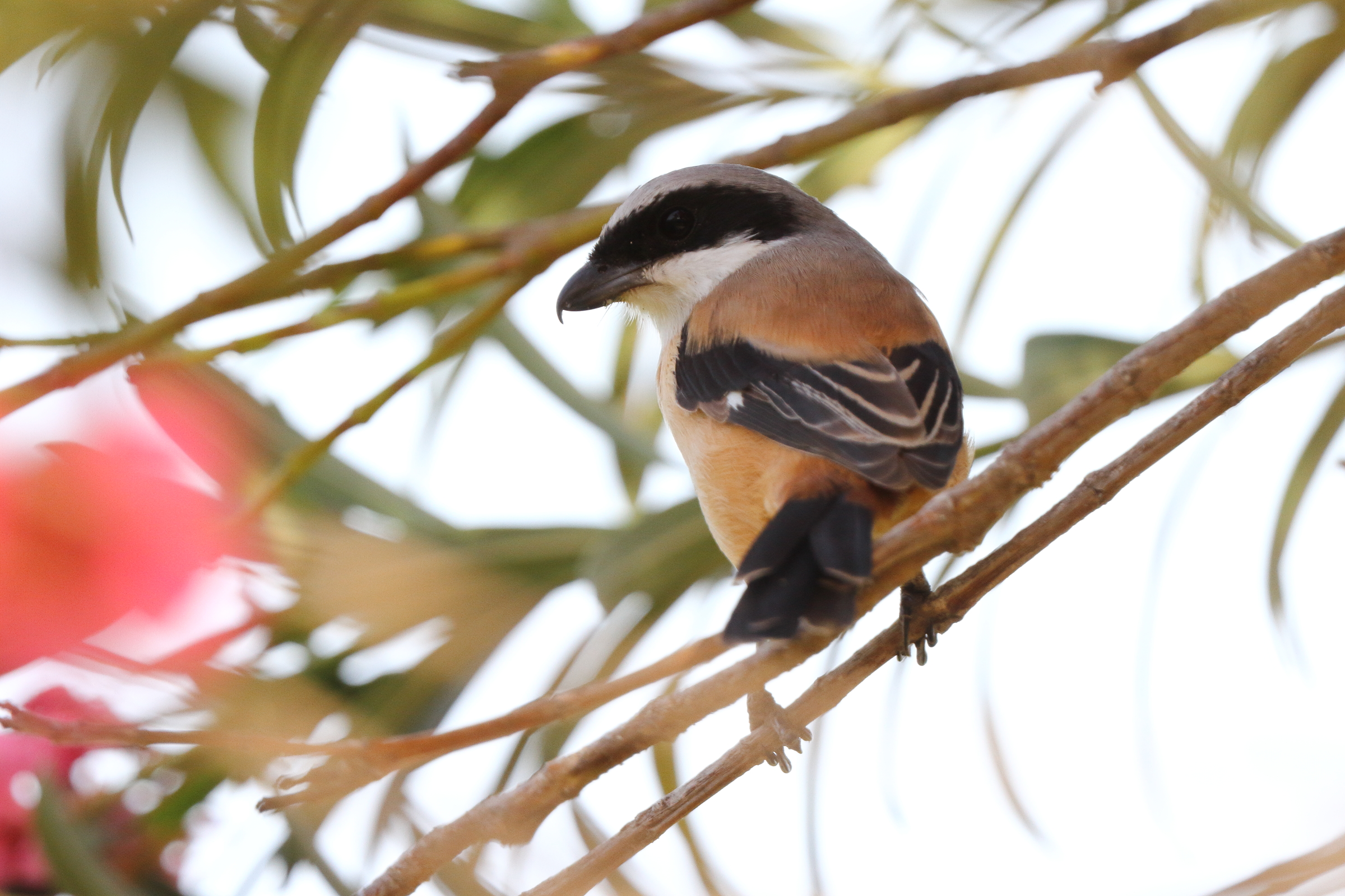 Long-tailed Shrike. Qatar, 02 April 2013 © Neil G. Morris.