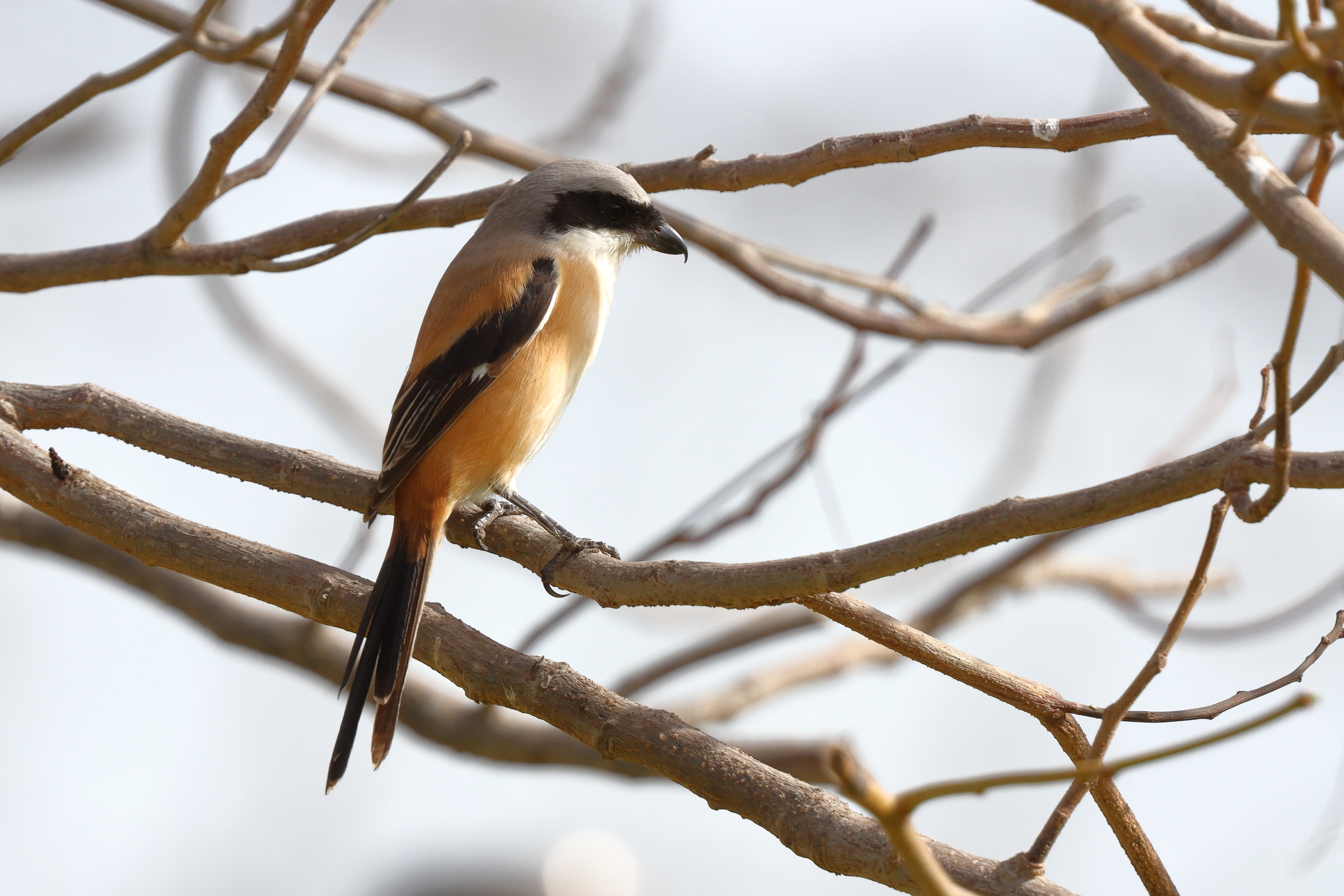 Long-tailed Shrike. Qatar, 02 April 2013 © Neil G. Morris.