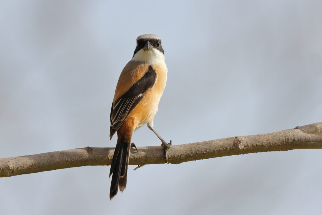 Long-tailed Shrike. Qatar, 02 April 2013 © Neil G. Morris.