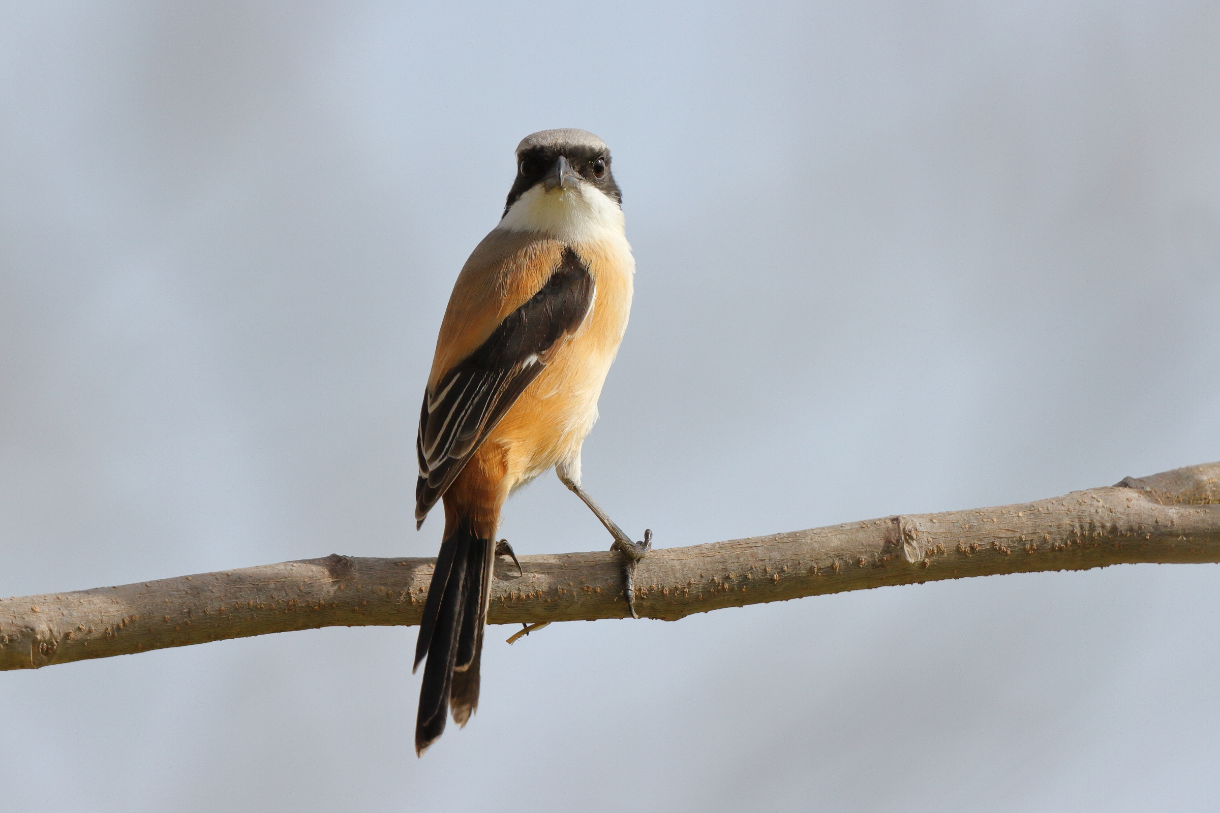Long-tailed Shrike. Qatar, 02 April 2013 © Neil G. Morris.