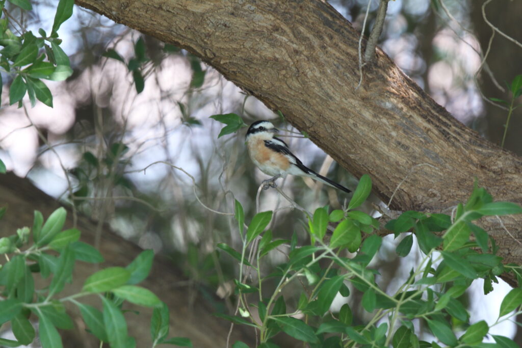 Masked Shrike. Qatar, 06 November 2012 © Neil G. Morris.