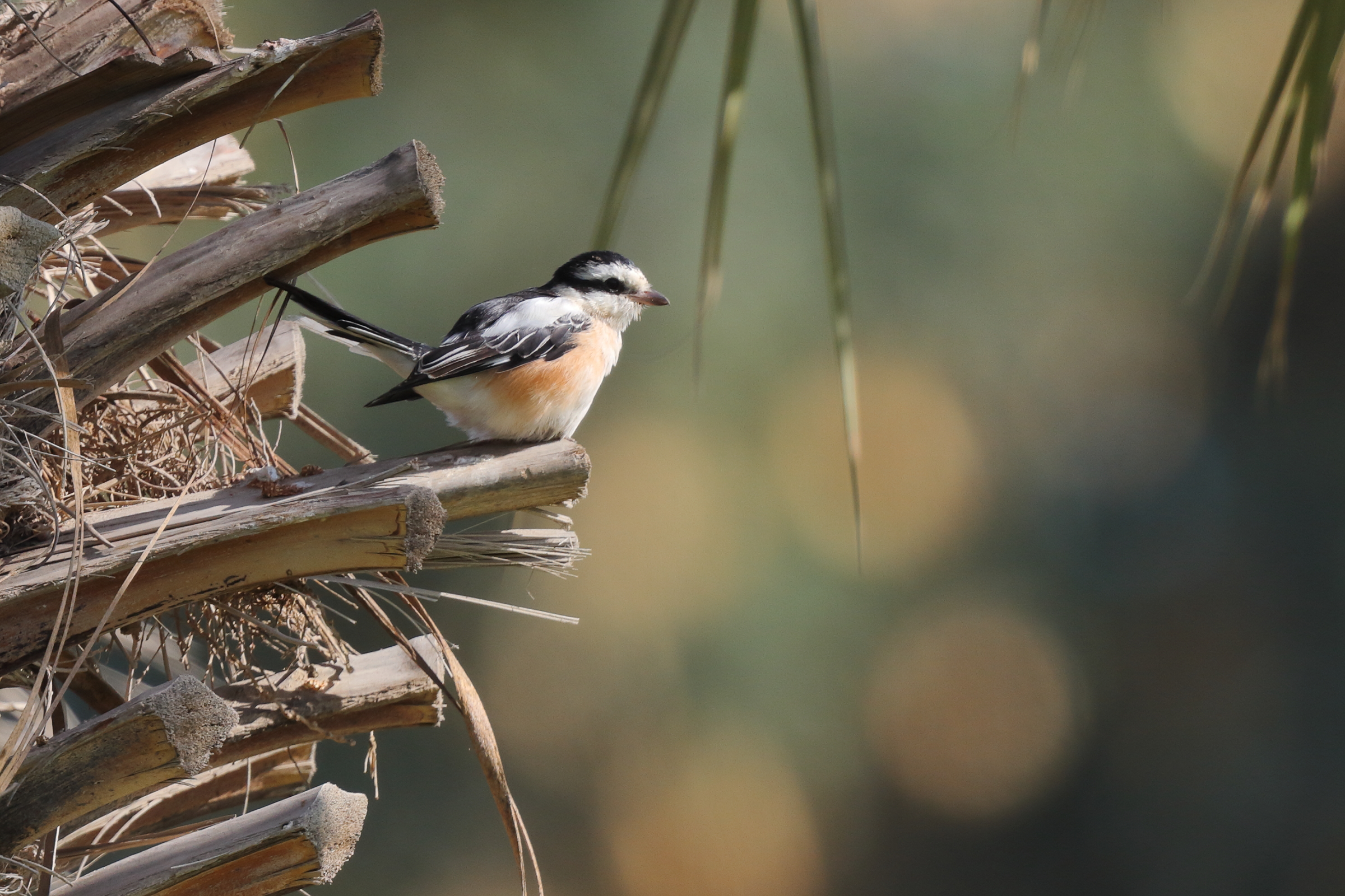 Masked Shrike. Qatar, 18 January 2013 © Neil G. Morris.
