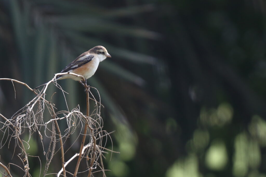 Masked Shrike. Qatar, 21 January 2013 © Neil G. Morris.