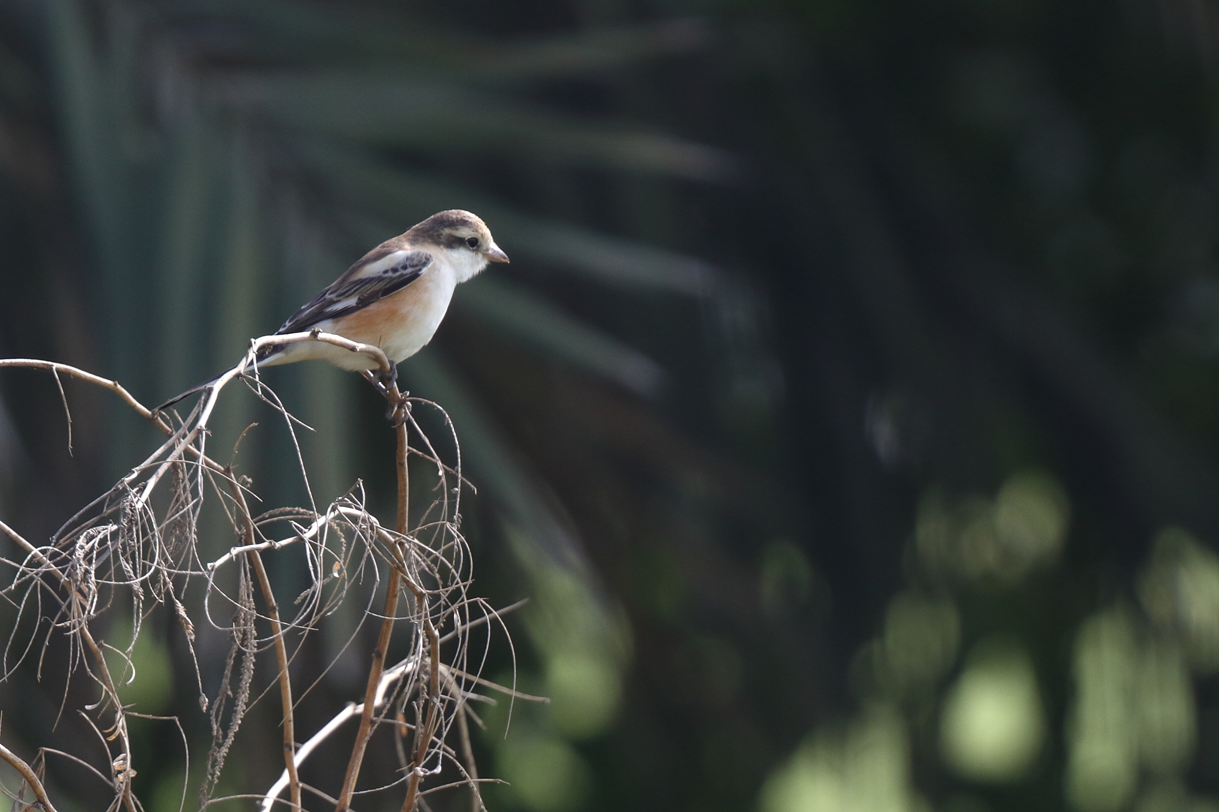 Masked Shrike. Qatar, 21 January 2013 © Neil G. Morris.