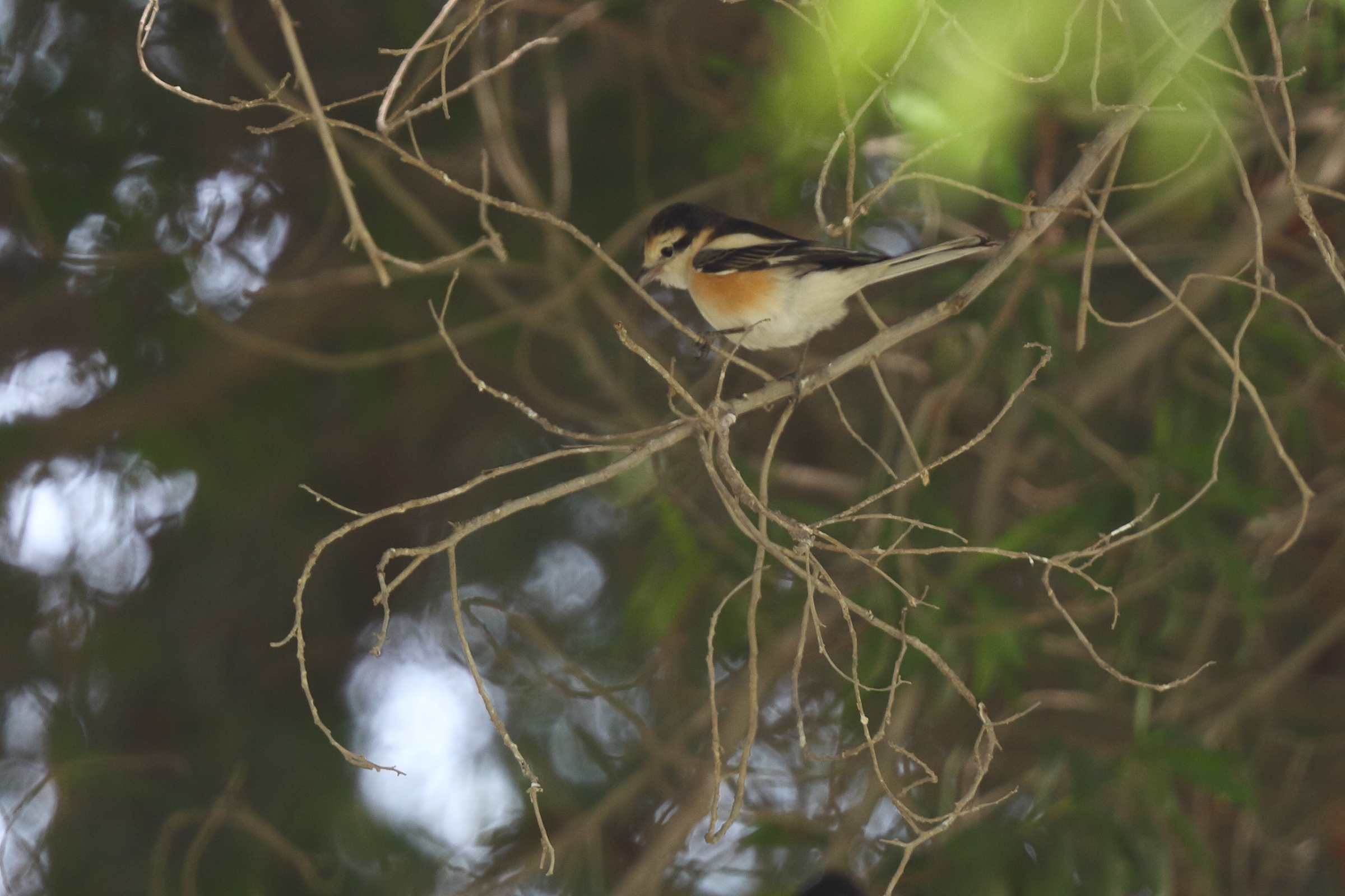 Masked Shrike. Qatar, 21 January 2013 © Neil G. Morris.