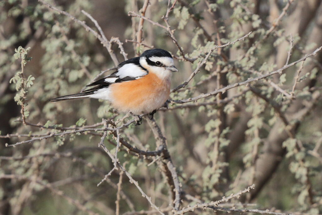 Masked Shrike. Qatar, 22 March 2013 © Neil G. Morris.
