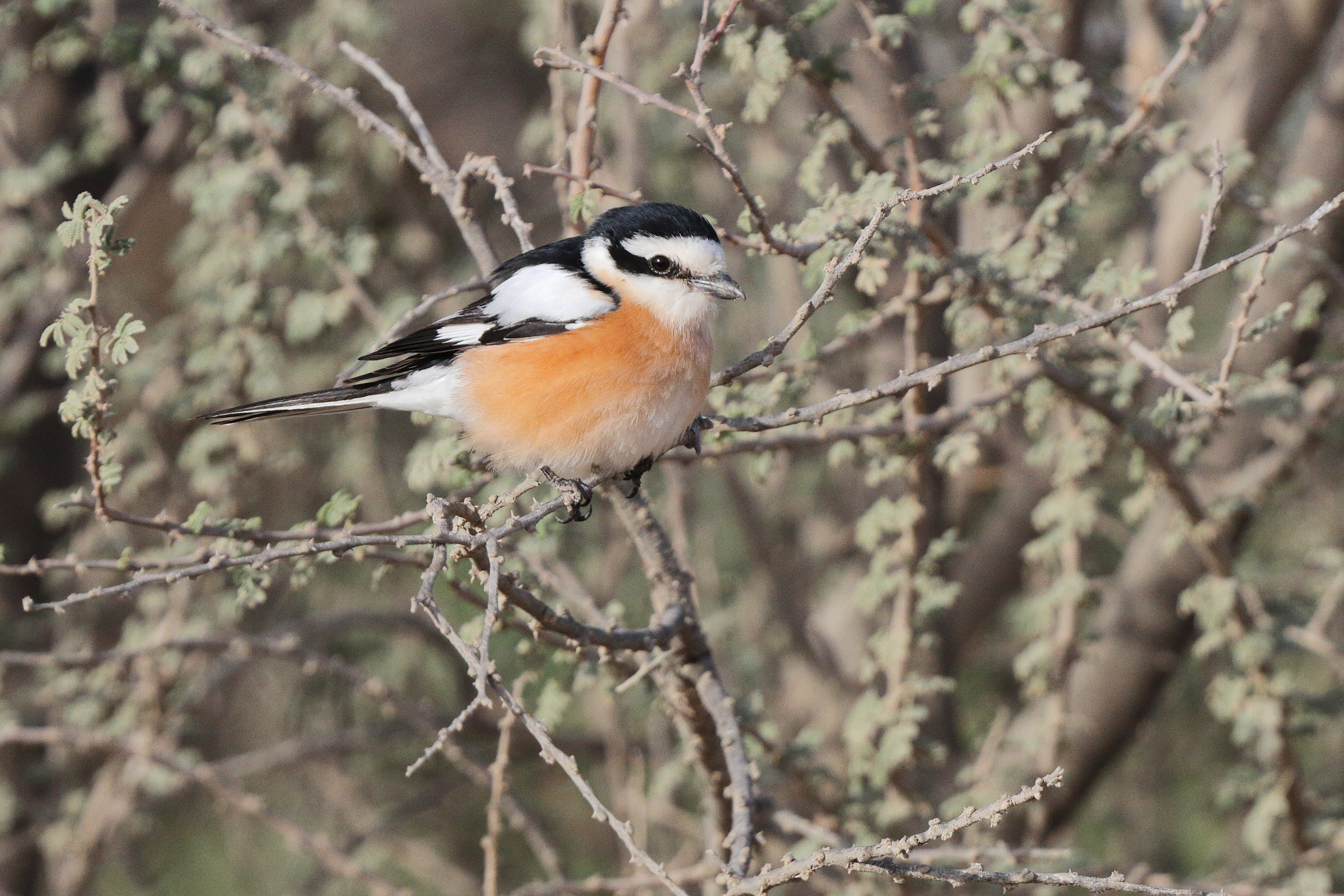 Masked Shrike. Qatar, 22 March 2013 © Neil G. Morris.